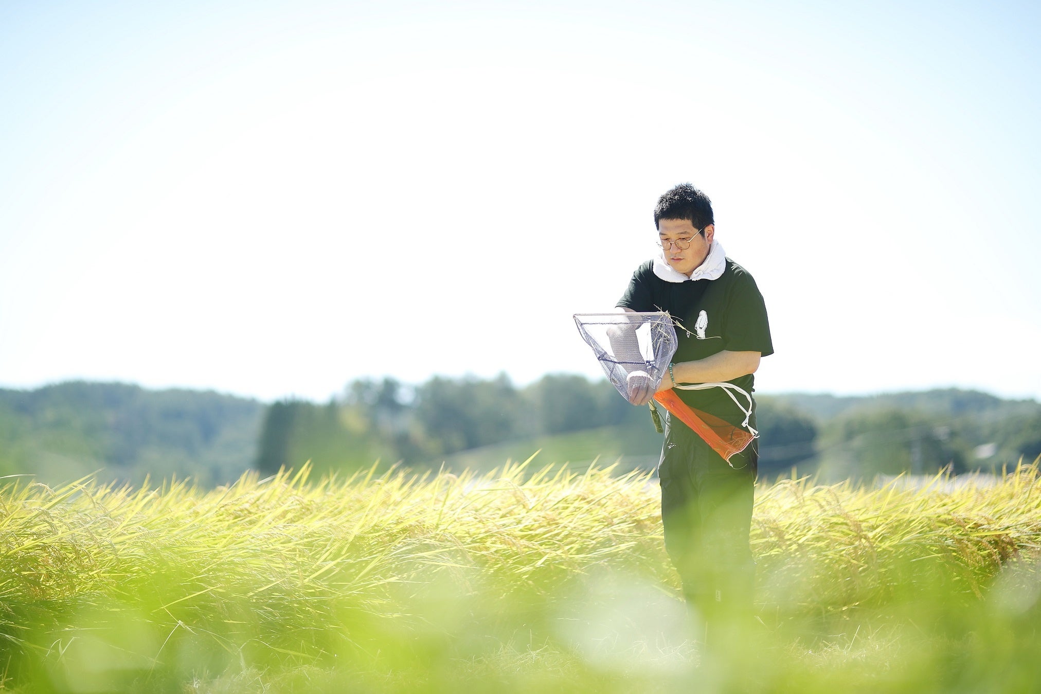 五郎兵衛米の田んぼでイナゴを捕る太田シェフ