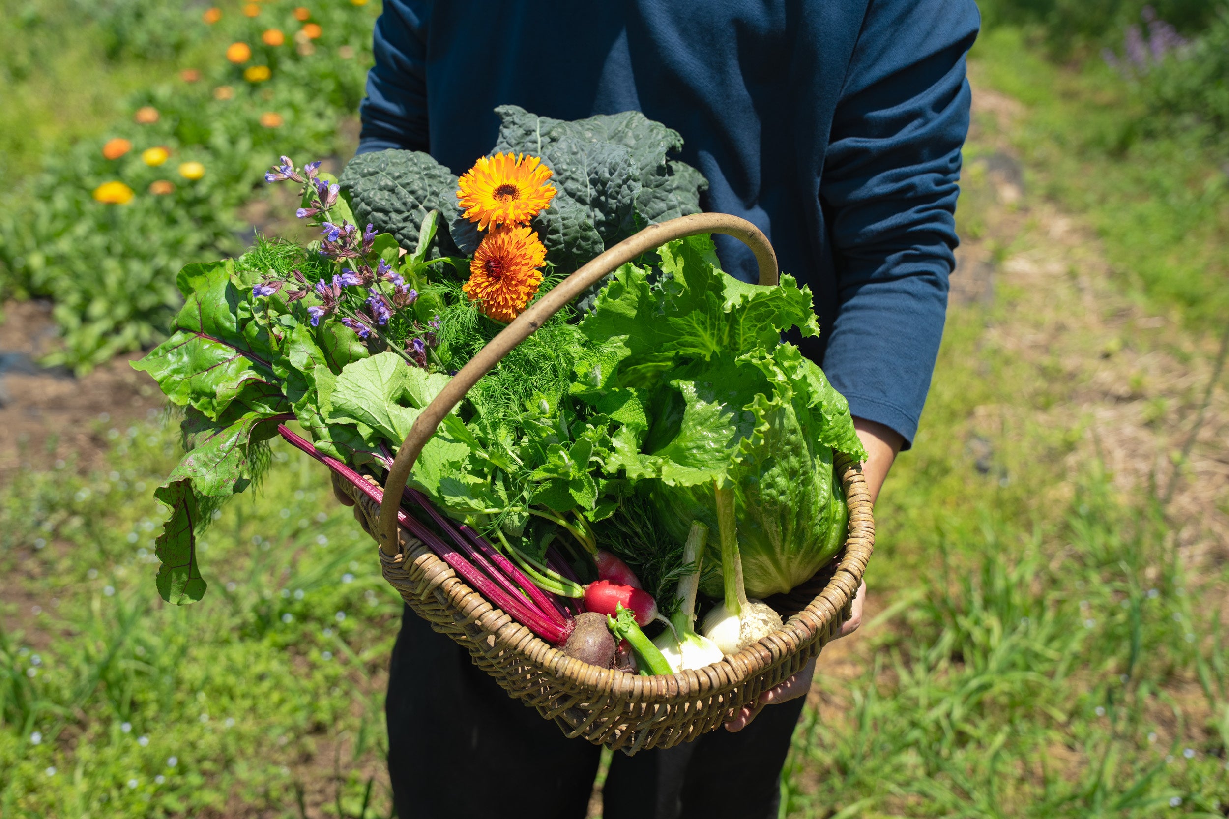 食卓に自然の恵みを。ELECTORE FARMの野菜定期便2026が始まります。