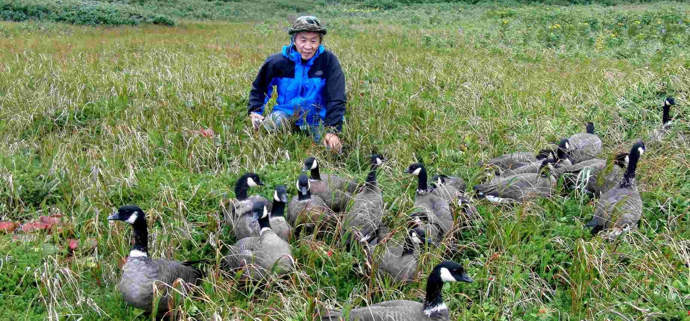 エカルマ島で放鳥されたシジュウカラガンと呉地会長