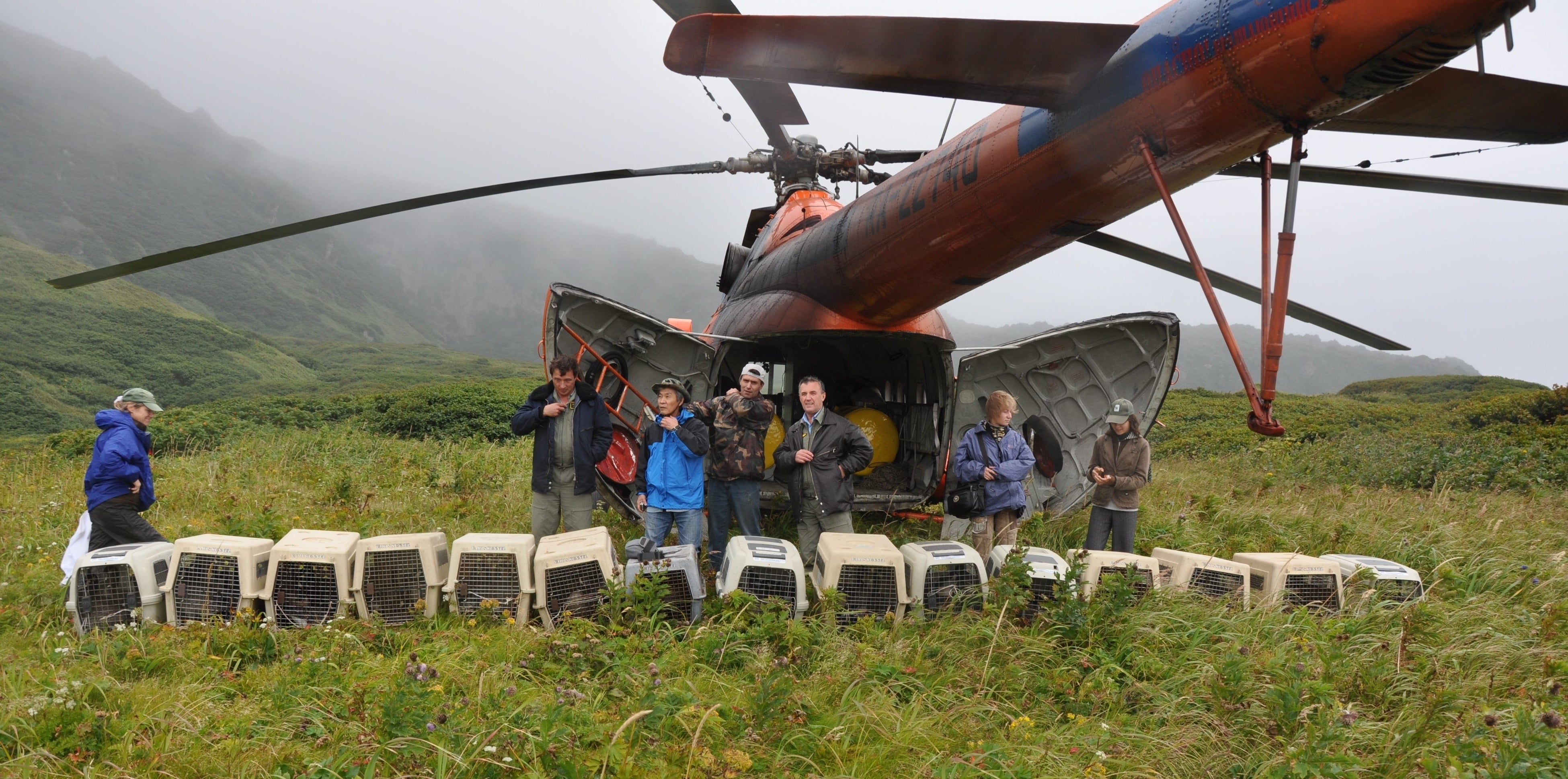 エカルマ島にヘリ輸送されたシジュウカラガン。ケージに入っている