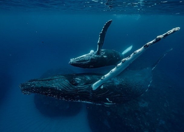 第39回プリント部門 最優秀賞 『背中合わせ』　平嶋　善隆