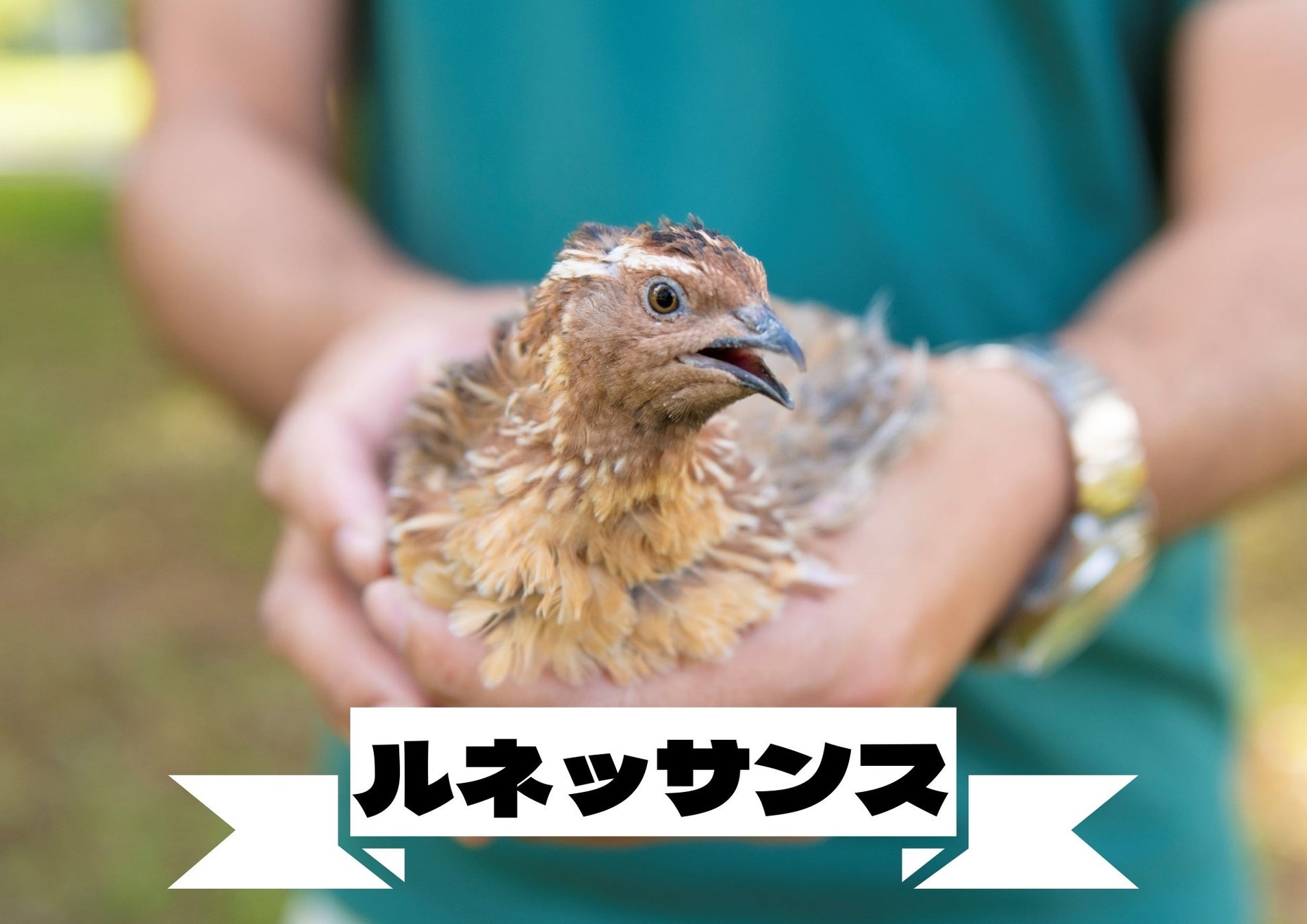 大東文化大学生の挑戦 畜産ベンチャー ごきっちょー が東武練馬にうずらの卵を使用したスイーツや軽食を提供するカフェ Secret Base Quail を出店 クラウドファンディングも挑戦中 株式会社ごきっちょーのプレスリリース 大東文化大学生の挑戦 畜産ベンチャー ごきっちょー が東武練馬にうずらの卵を使用したスイーツや軽食を提供するカフェ Secret Base Quail を出店 クラウドファンディングも挑戦中 株式会社ごきっちょーのプレスリリース