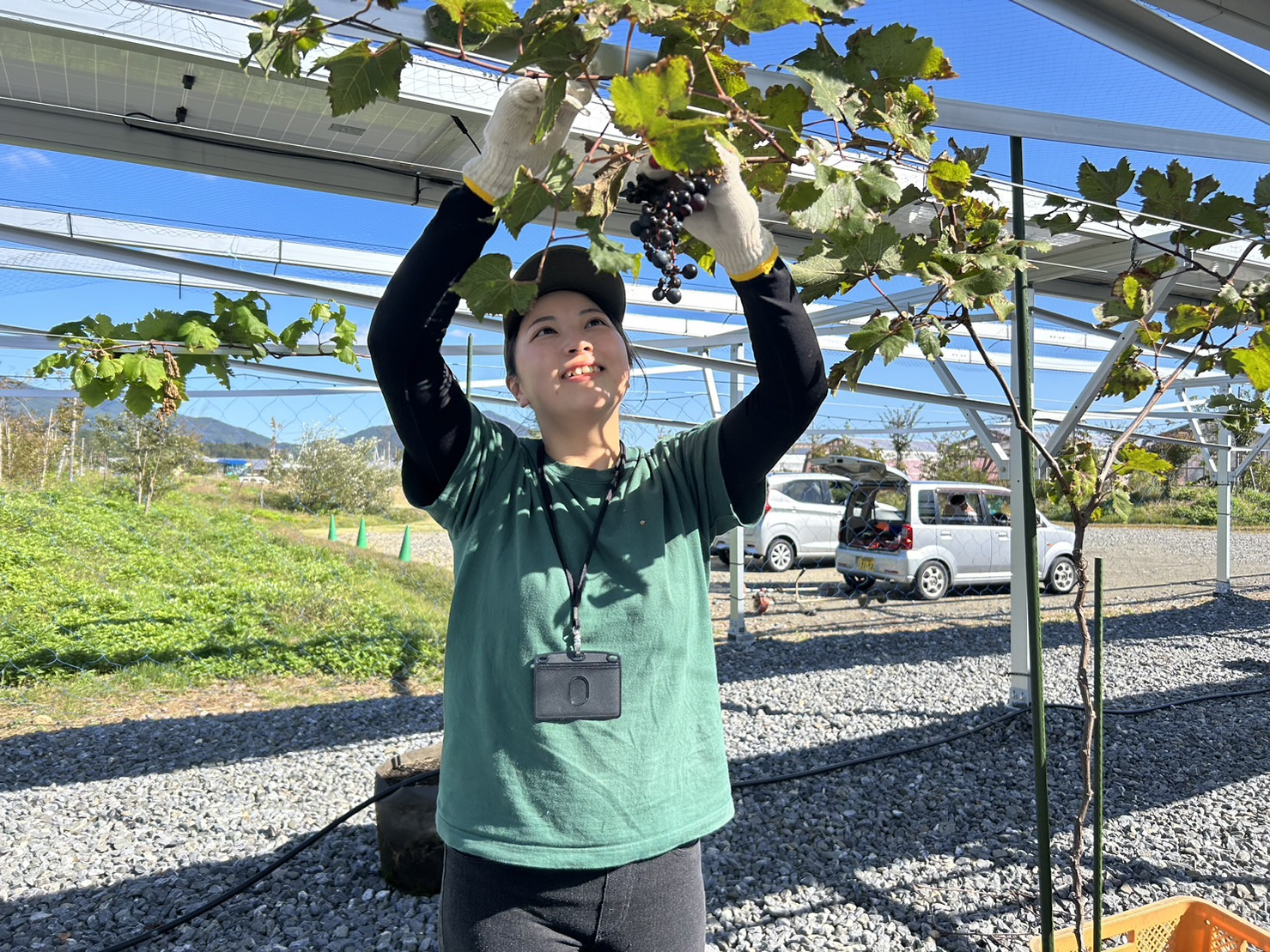 現地スタッフによる収穫作業