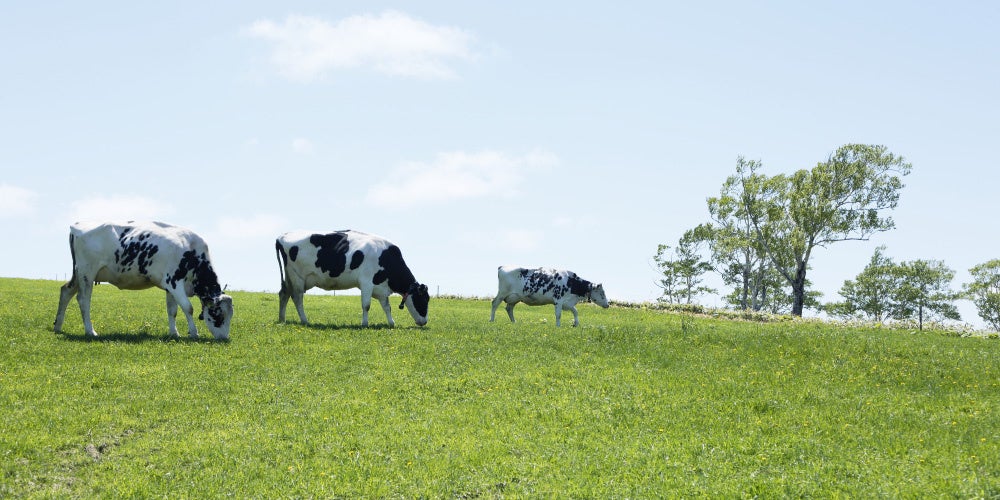 ワタミファーム　北海道美幌峠牧場