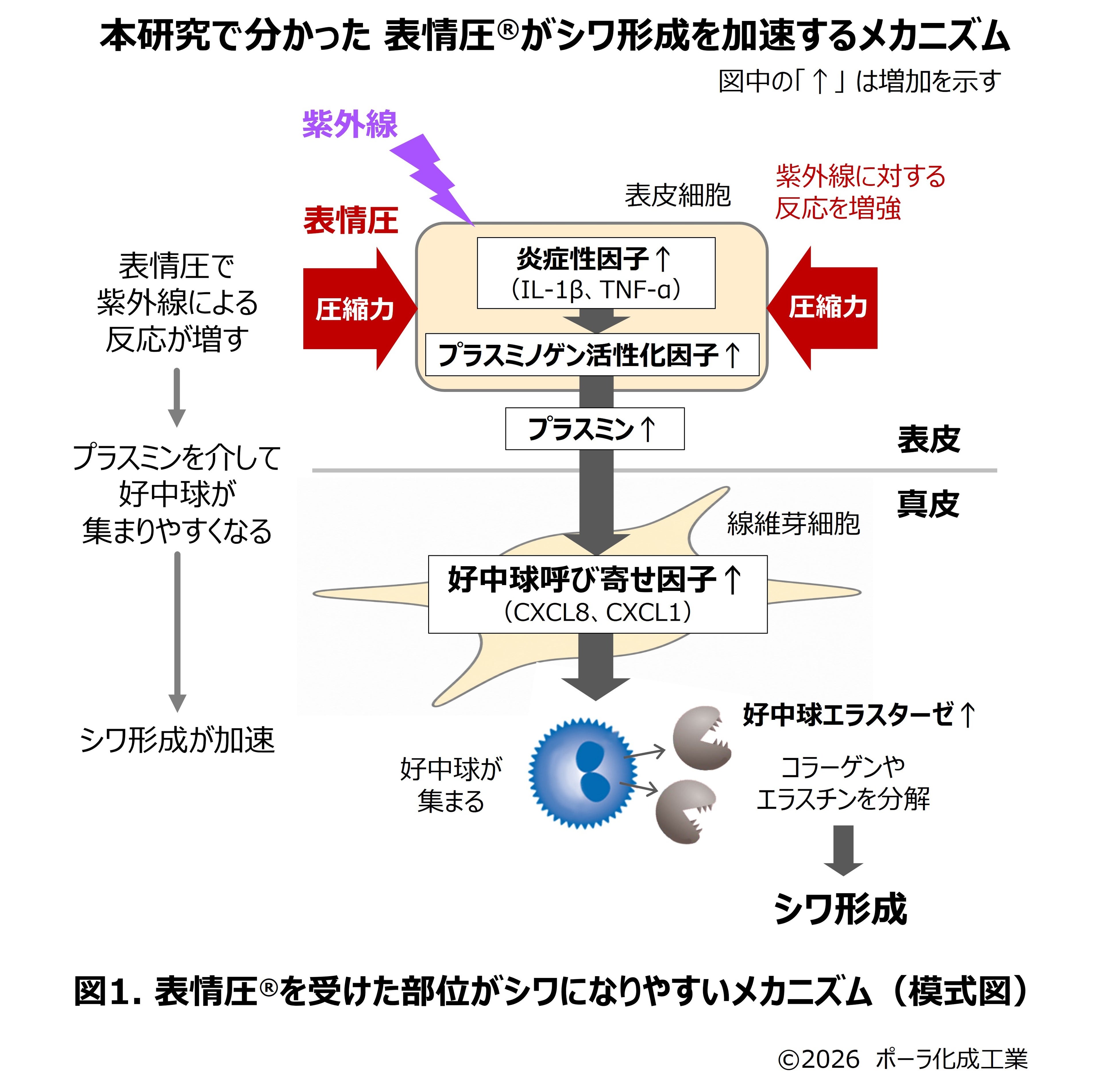 なぜシワは表情で動く場所にできやすいのか