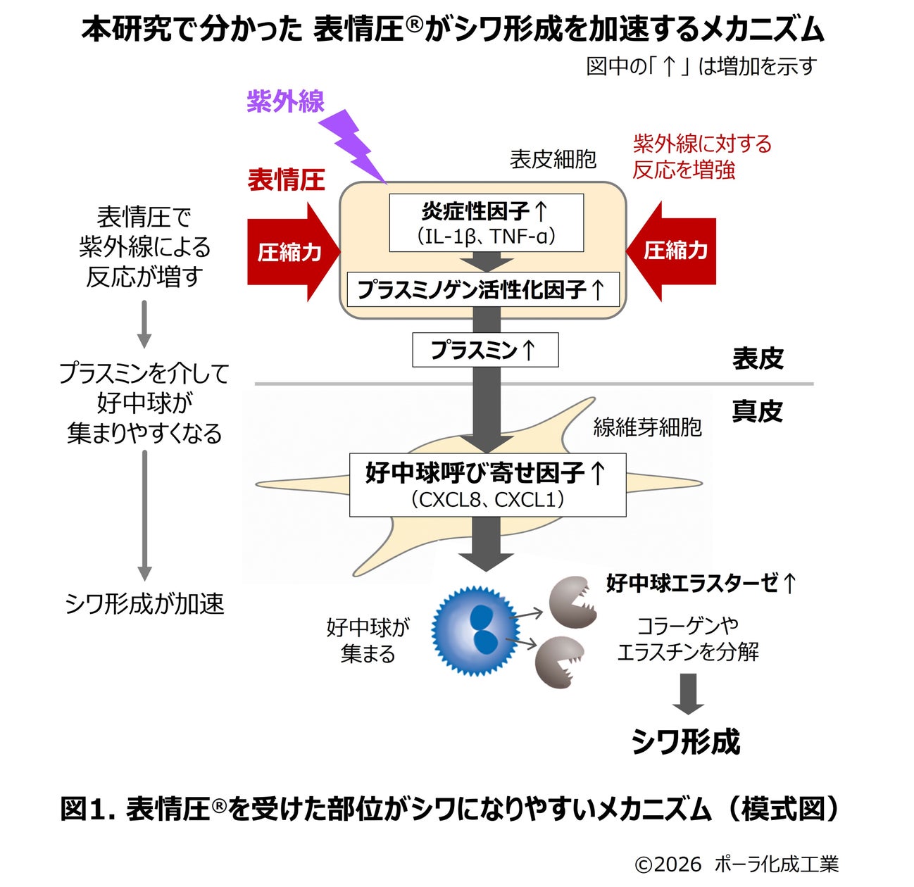 乳がん当事者が企画・運営する「ゆるふわ」×三井記念病院×ファンケル「選べる・試せる 外見ケアゆるふわ体験会」を10月31日開催