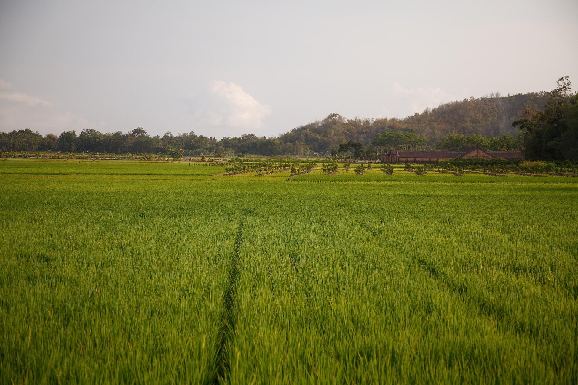 BASFとIRRI、イネの栽培システムにおけるカーボンフットプリント削減に向け提携