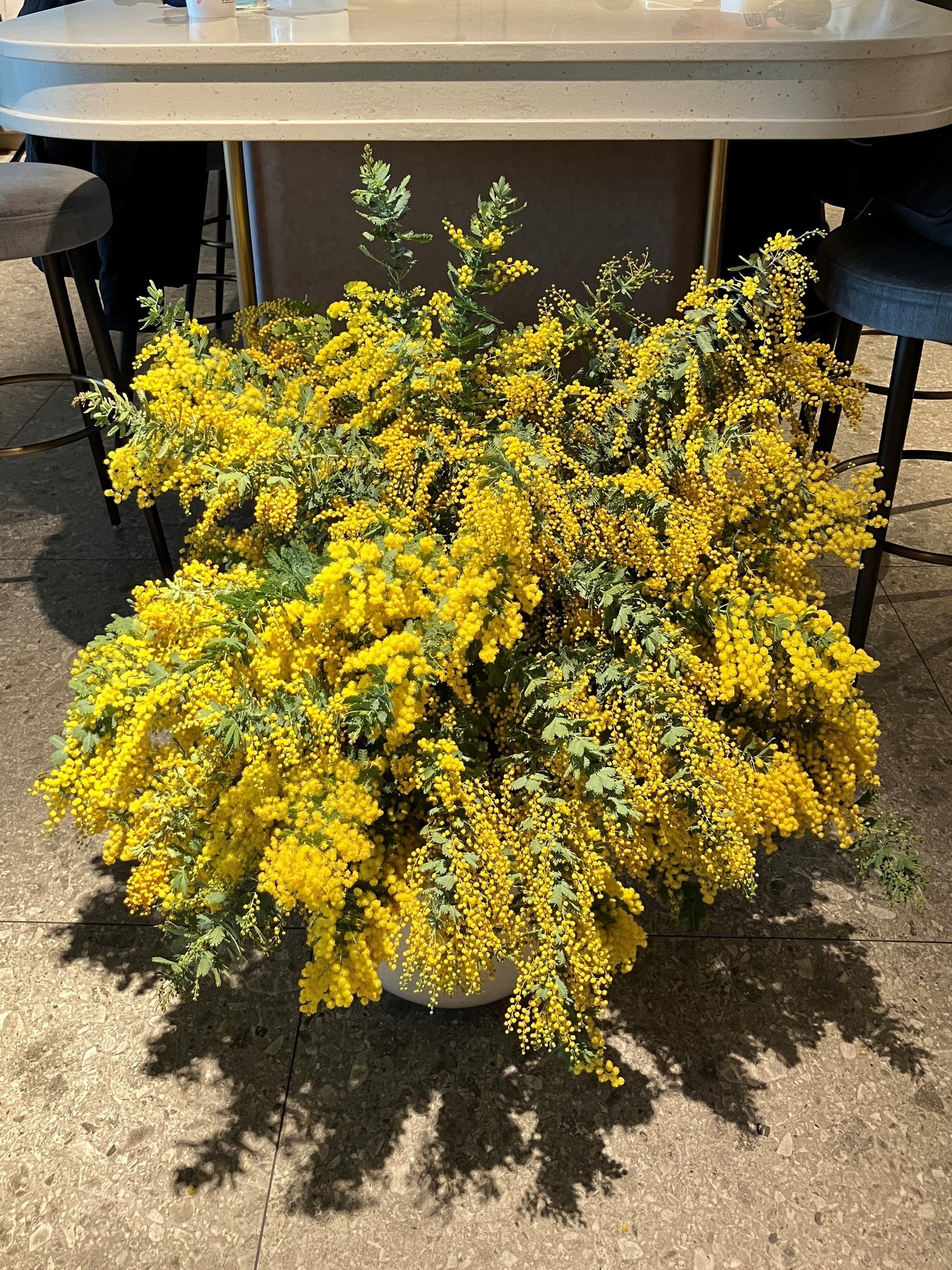 社内に飾られたミモザの花
