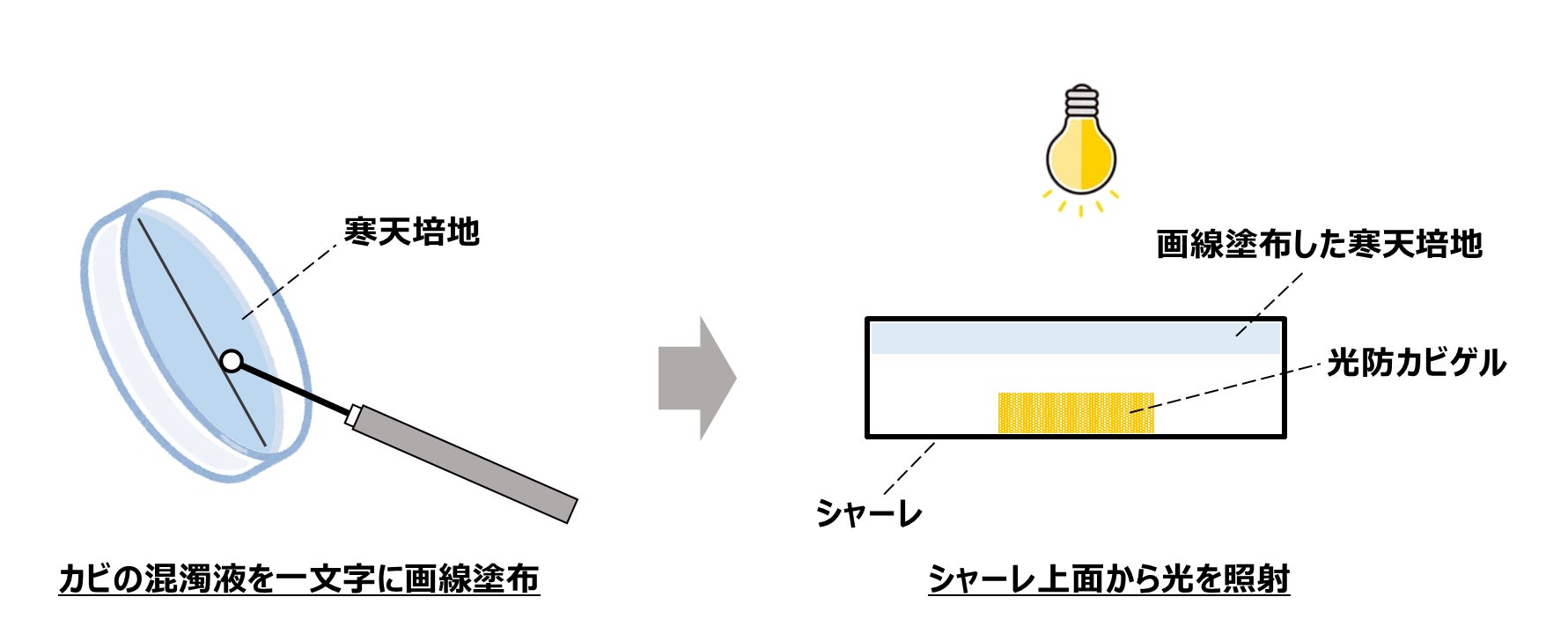 図2 気相防カビ試験の試験方法