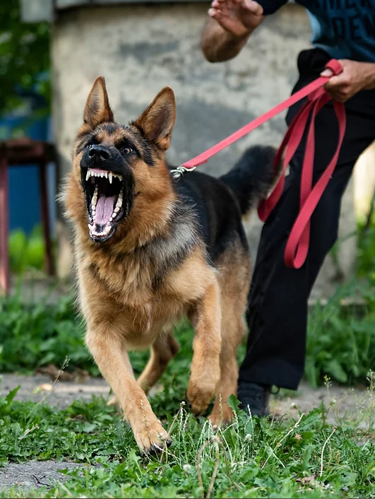 犬のしつけに新アプローチを！Nina Dog Toysは暴力的指導への抗議活動