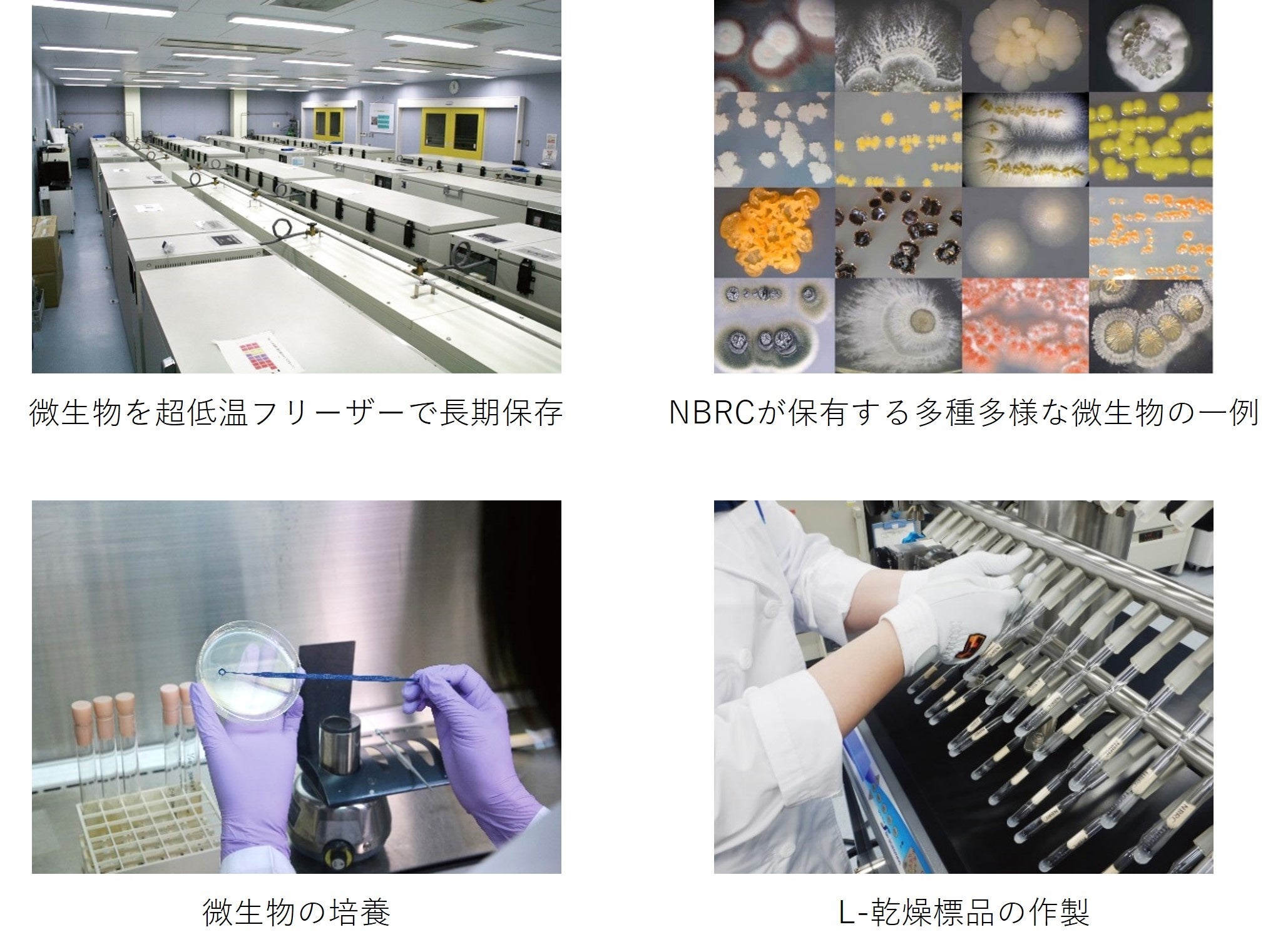 二酸化炭素（CO2）を直接利用する微生物によるバイオものづくり