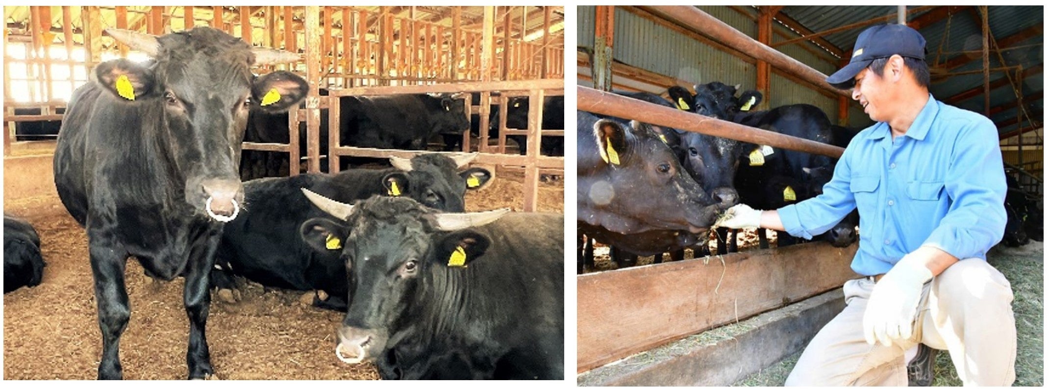 株式会社渡邊精肉店