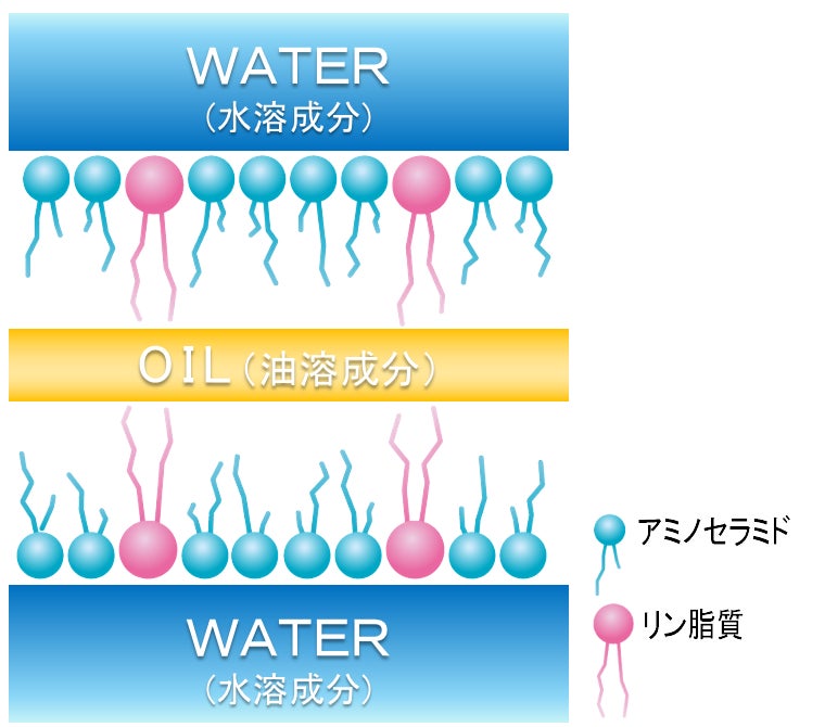 ラメラ模式図(イメージ)