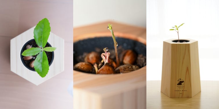 スタッフ様からは、育ち方の違いを楽しむ声も。