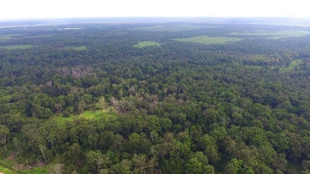 Rimba Raya 生物多様性保護区 © Infinity Earth