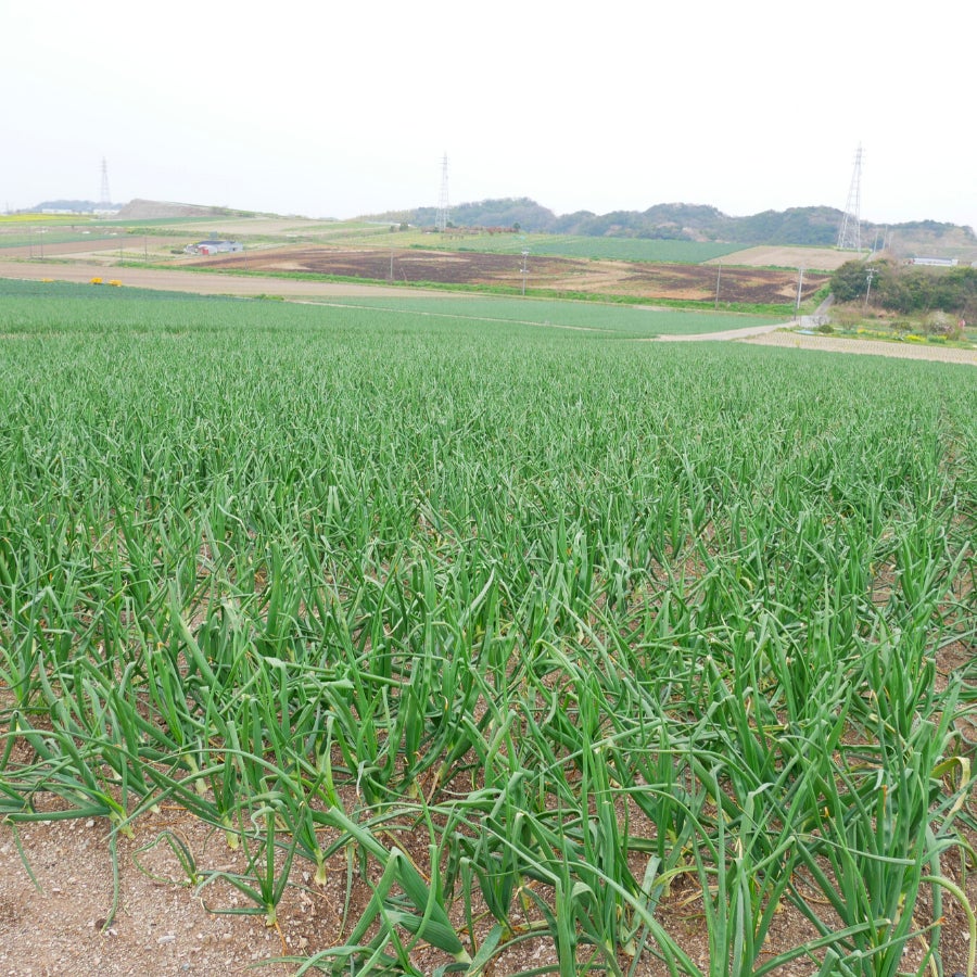 実際の玉ねぎ畑(愛知県南知多町)