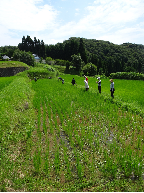 ↑除草作業の様子