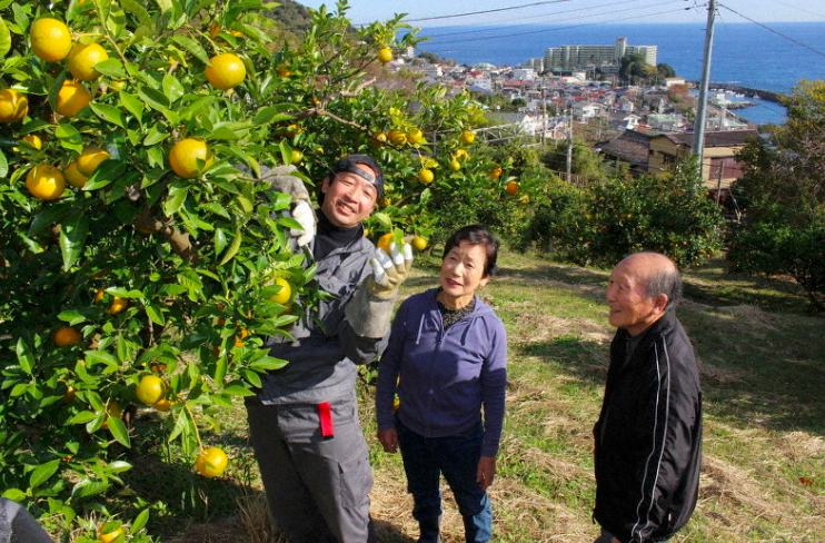 熱海・多賀でだいだいを栽培