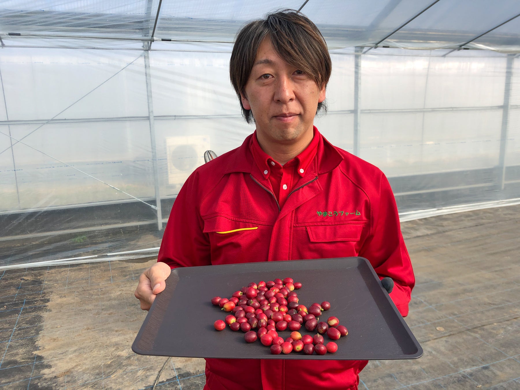 やまこうファームが 国産コーヒー の初収穫に成功 本州で日本国産のコーヒー栽培が可能に やまこうファーム株式会社のプレスリリース やまこうファームが 国産コーヒー の初収穫に成功 本州で日本国産のコーヒー栽培が可能に やまこうファーム株式会社のプレスリリース