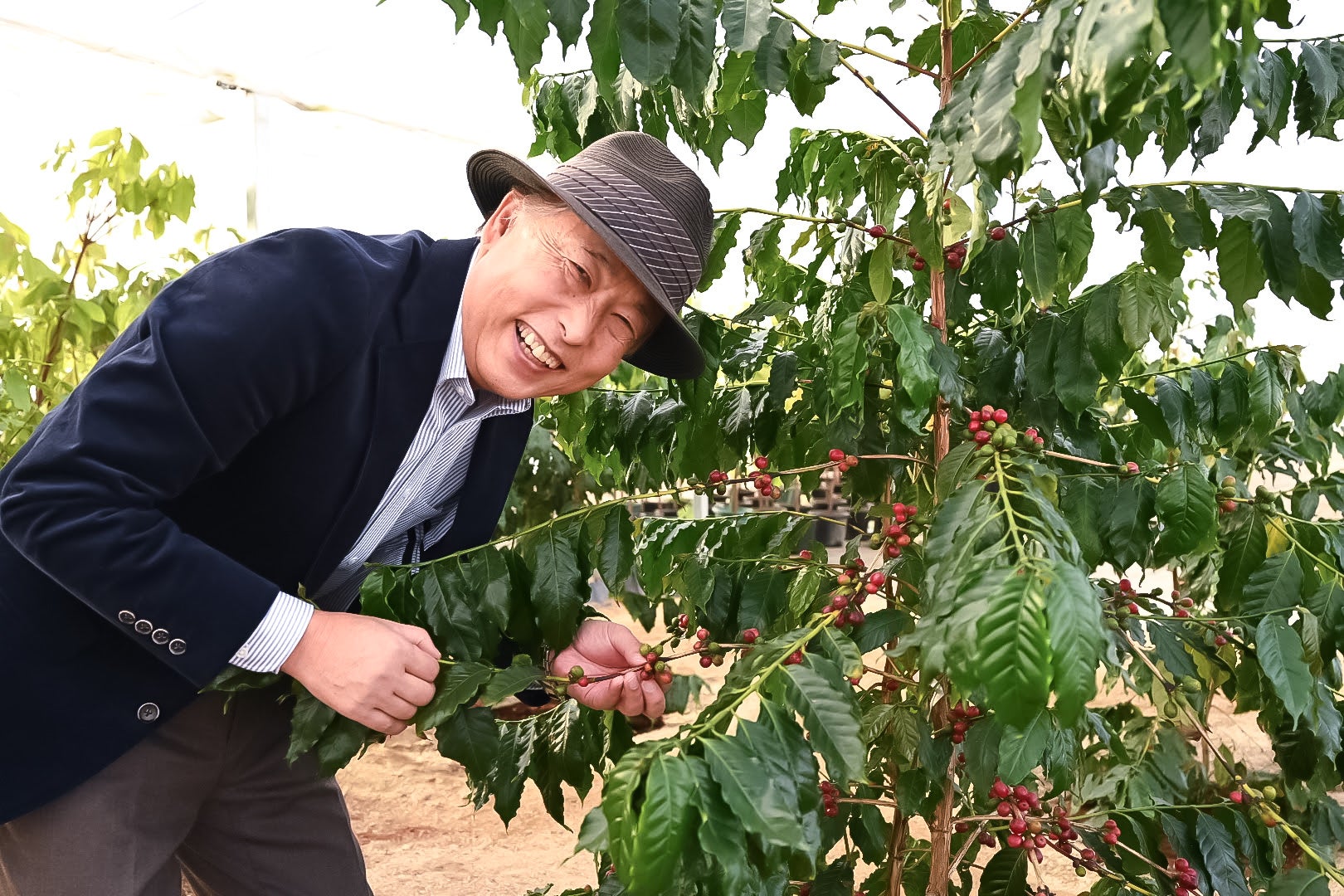 やまこうファームが 国産コーヒー の初収穫に成功 本州で日本国産のコーヒー栽培が可能に やまこうファーム株式会社のプレスリリース やまこうファームが 国産コーヒー の初収穫に成功 本州で日本国産のコーヒー栽培が可能に やまこうファーム株式会社のプレスリリース