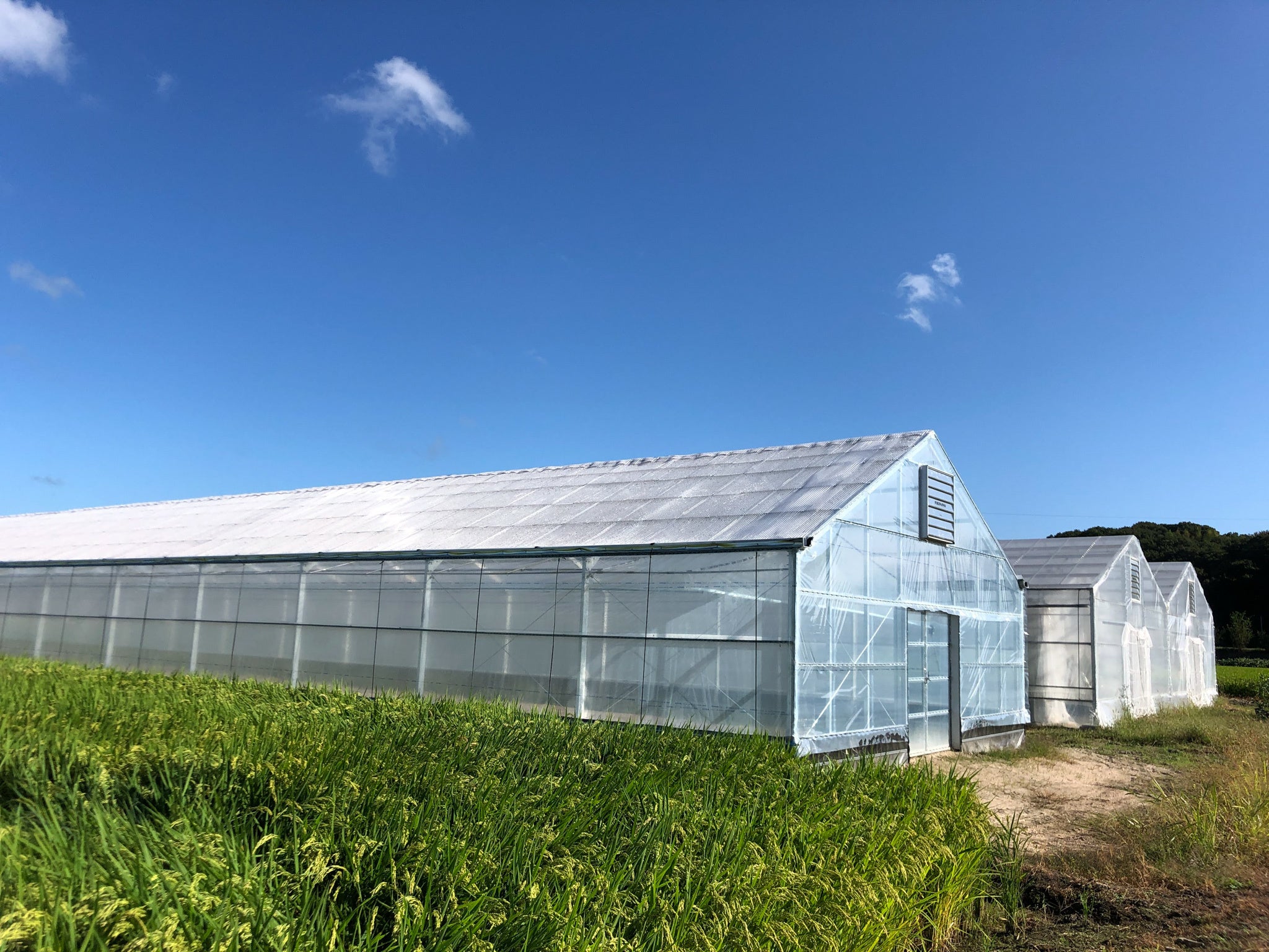 （やまこうファーム）