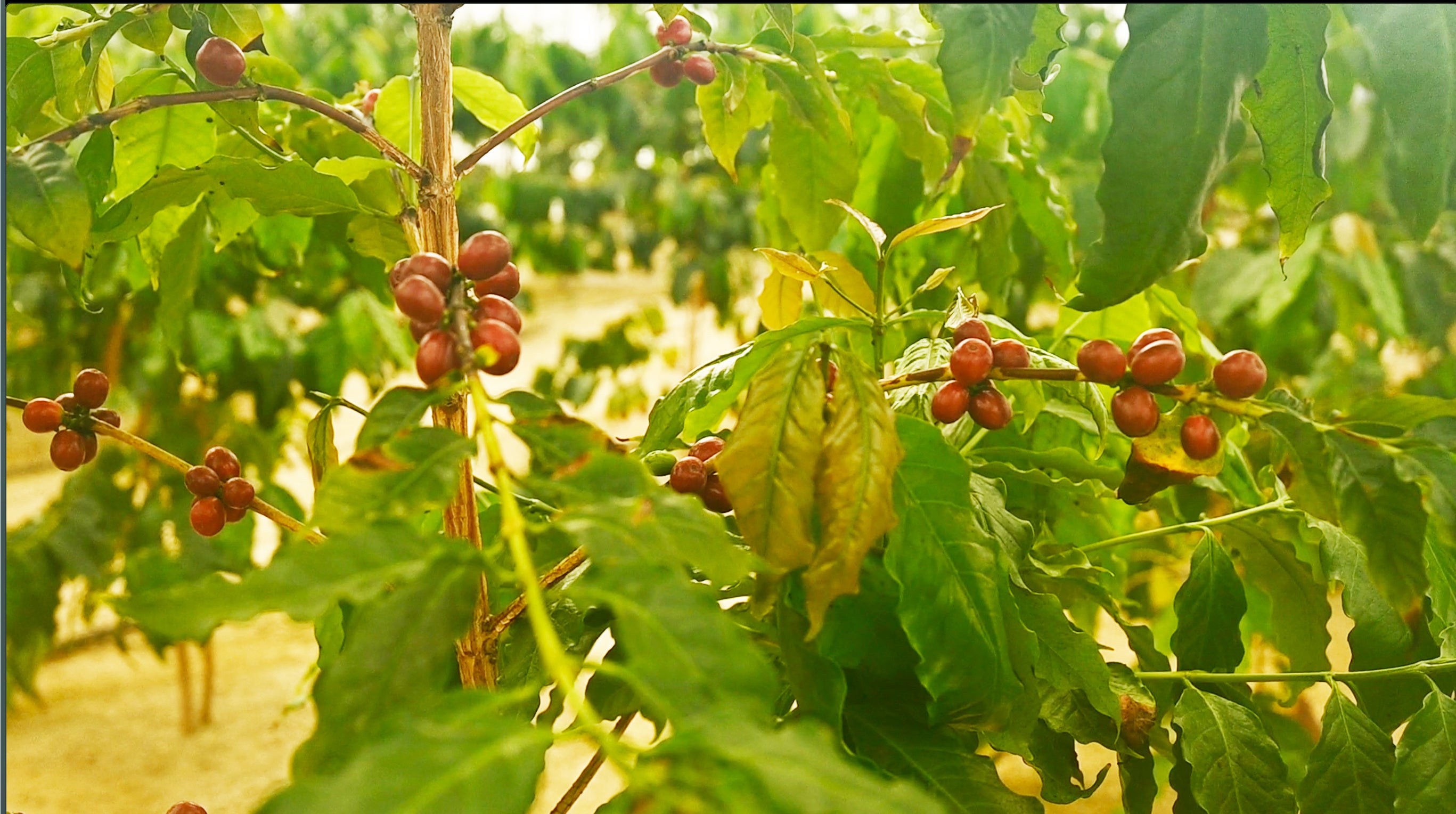 国産コーヒー の木のオーナー募集開始 誰もがコーヒーの木のオーナーに やまこうファーム株式会社のプレスリリース