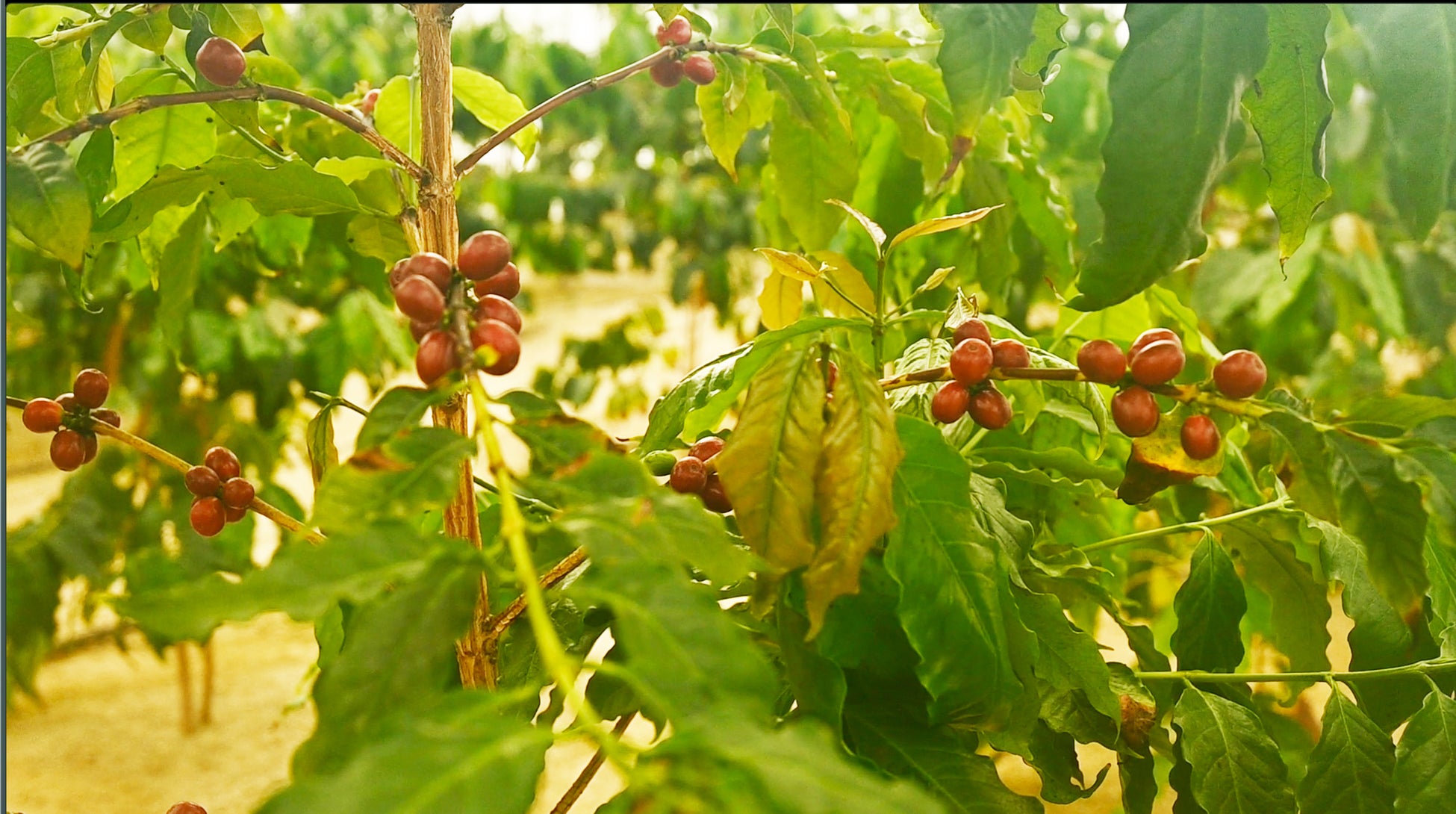 国産コーヒー の木のオーナー募集開始 誰もがコーヒーの木のオーナーに やまこうファーム株式会社のプレスリリース 国産コーヒー の木のオーナー募集開始 誰もがコーヒーの木のオーナーに やまこうファーム株式会社のプレスリリース