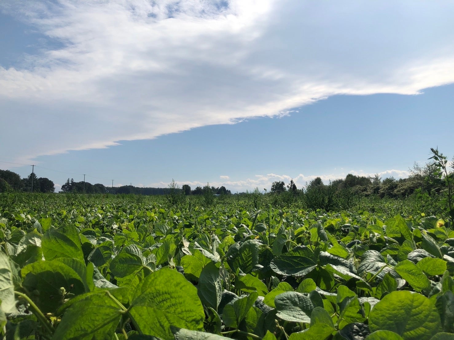 うるおう洗顔粉の原料の一つ、北海道産有機小豆の畑です。