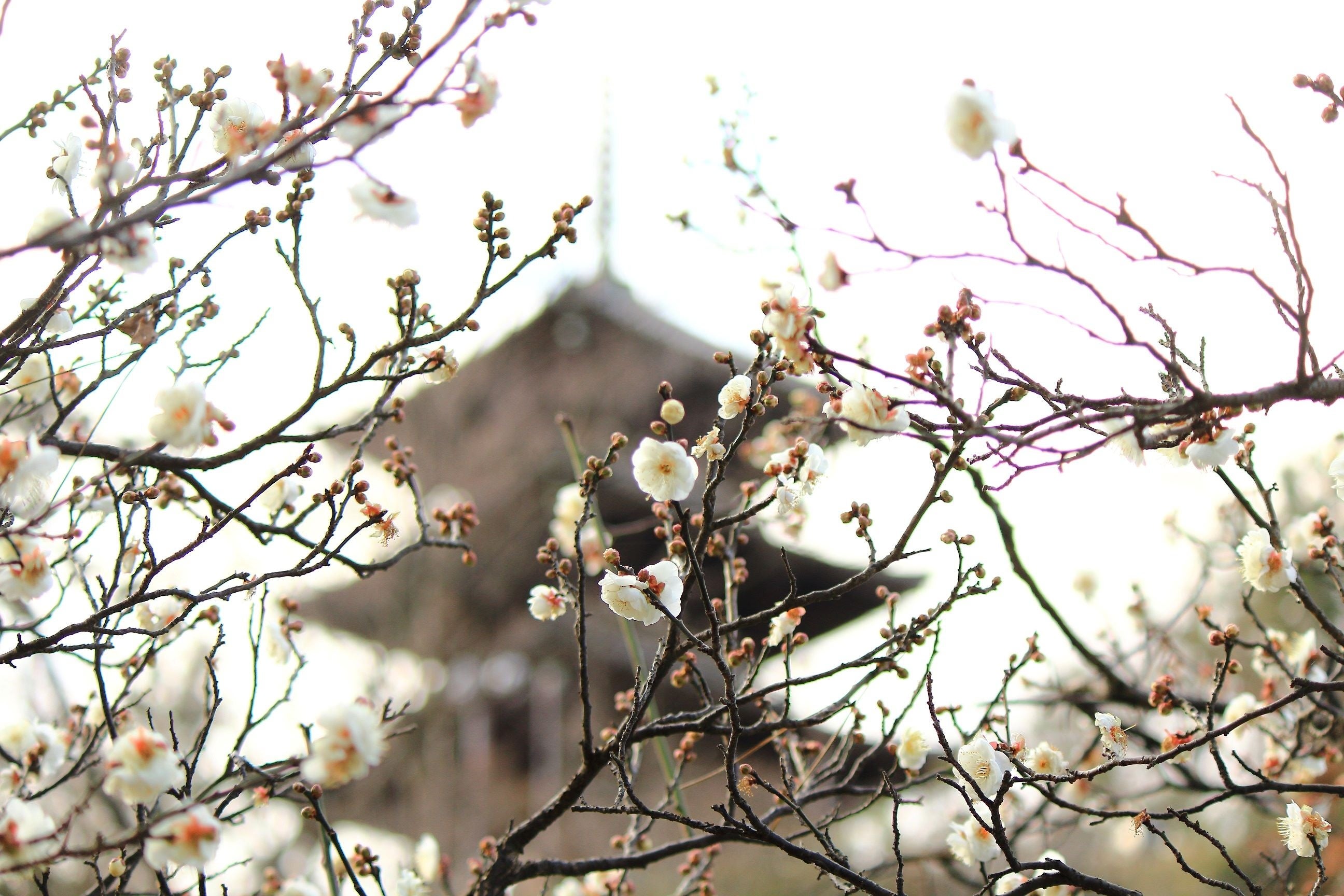 三溪園 三重塔と白梅