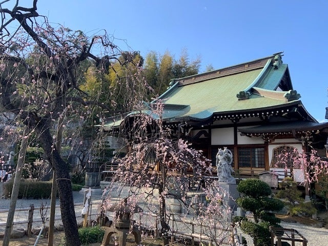 妙法寺 杉田梅ｘ