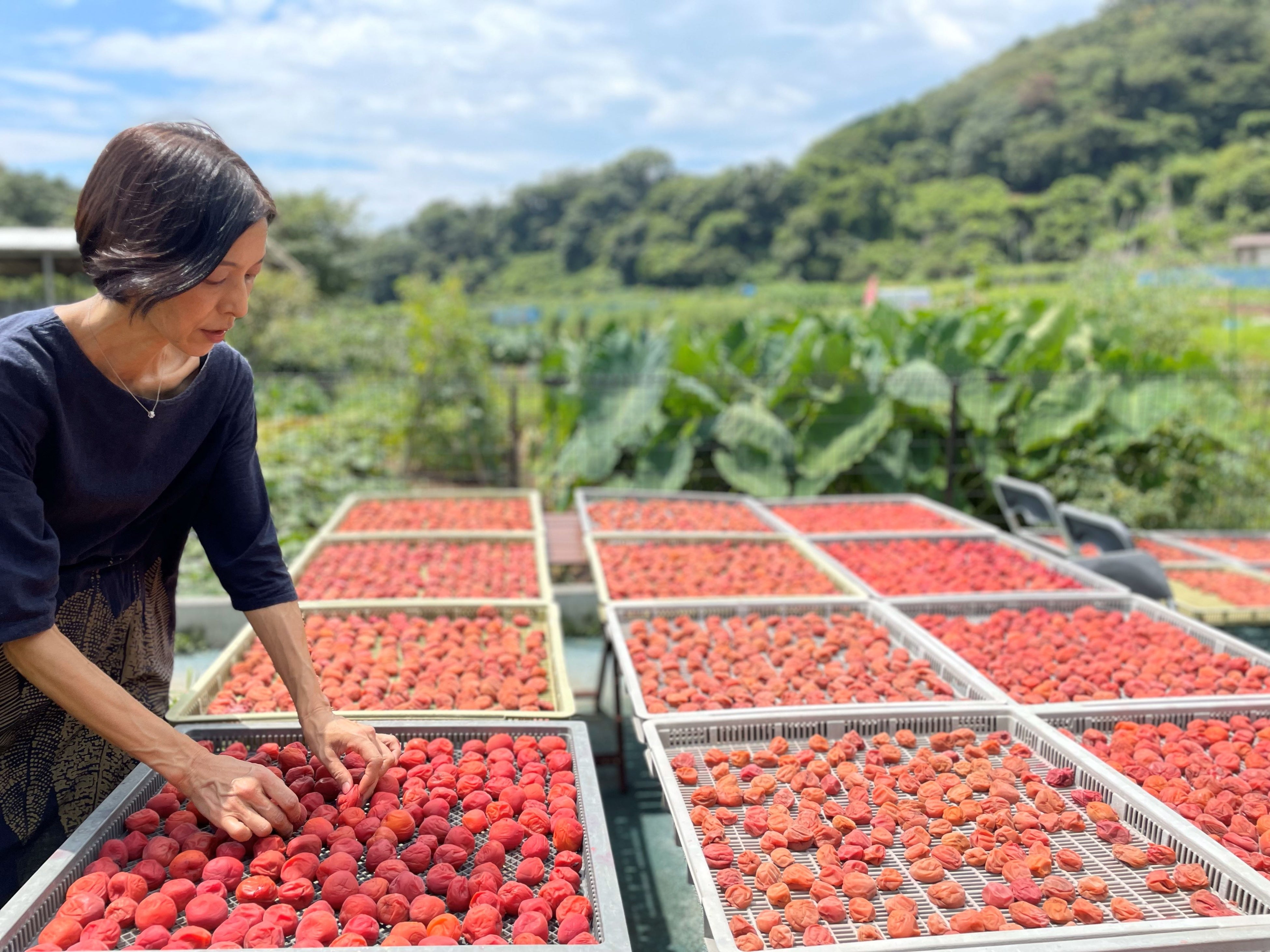 Japanese Plum preparation