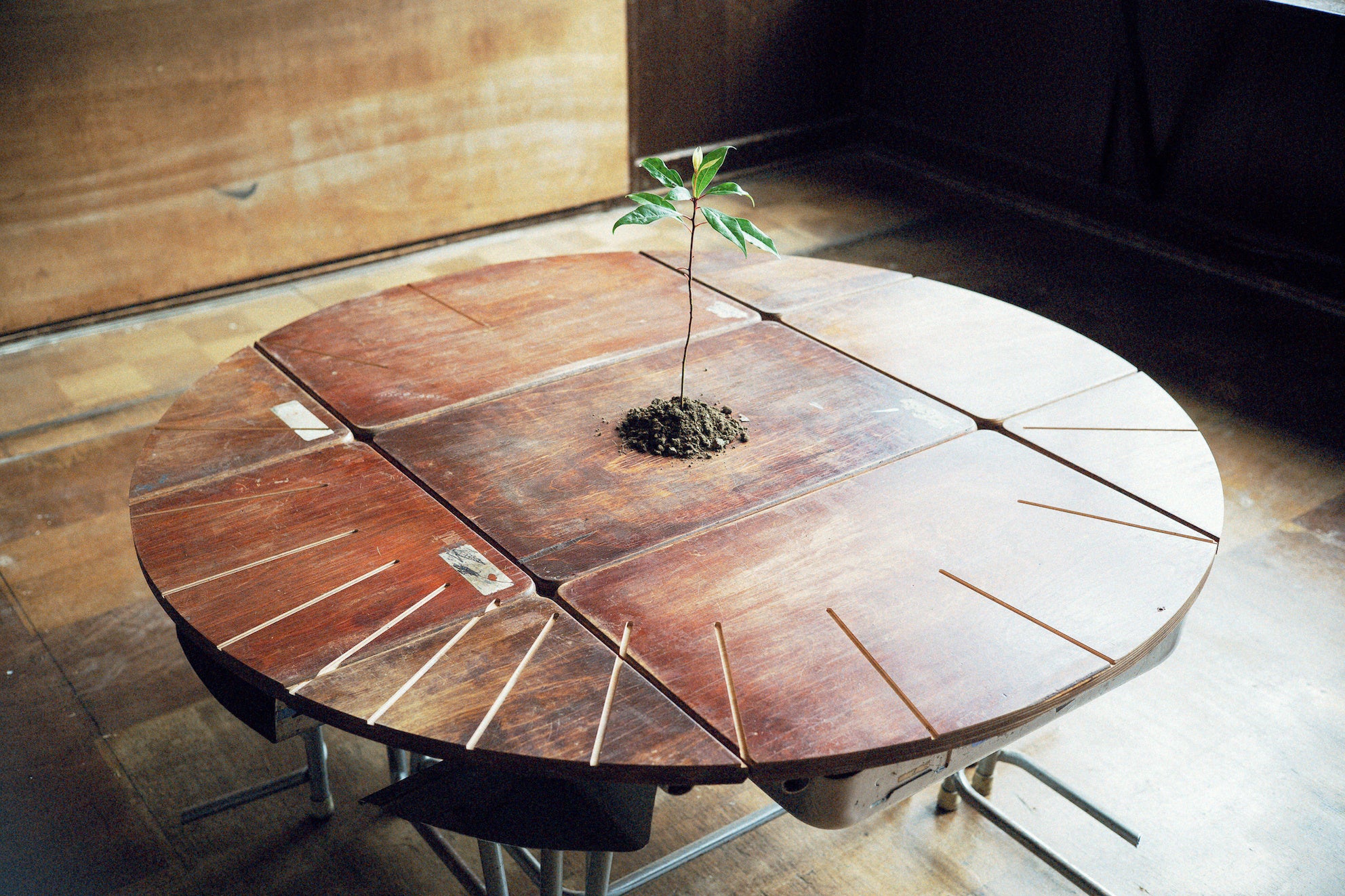 《コスモスが咲いたら花束を作って誰か知らない人に渡してください》2022 大久保分校スタートアップミュージアム つくりえ-TSUCULIE-(2022.4.22~2022.6.12)、栃木 ©KAMADO