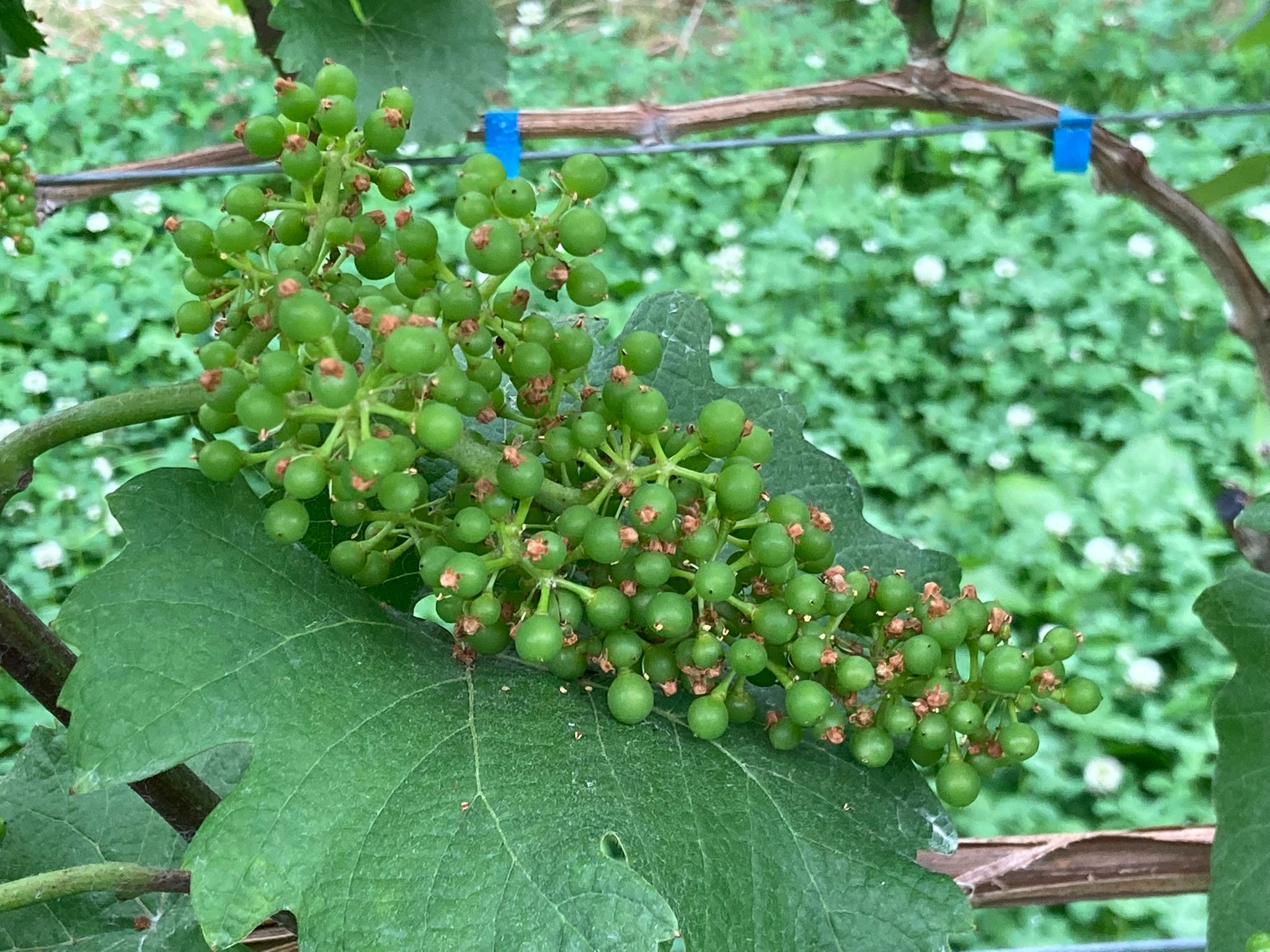 岩手県産山葡萄　樹皮　S級　ラスト１点 岩手県産山葡萄 樹皮 S級