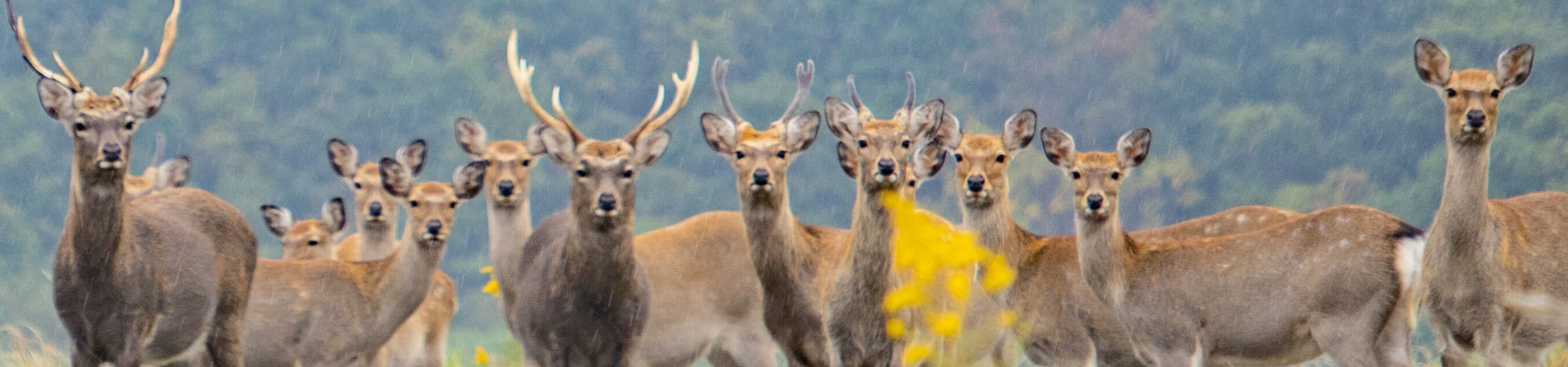 北海道苫小牧エゾシカ