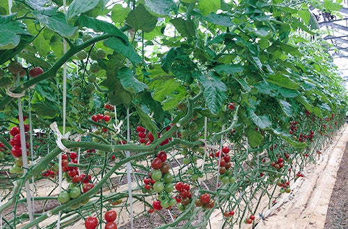 トマト圃場の様子