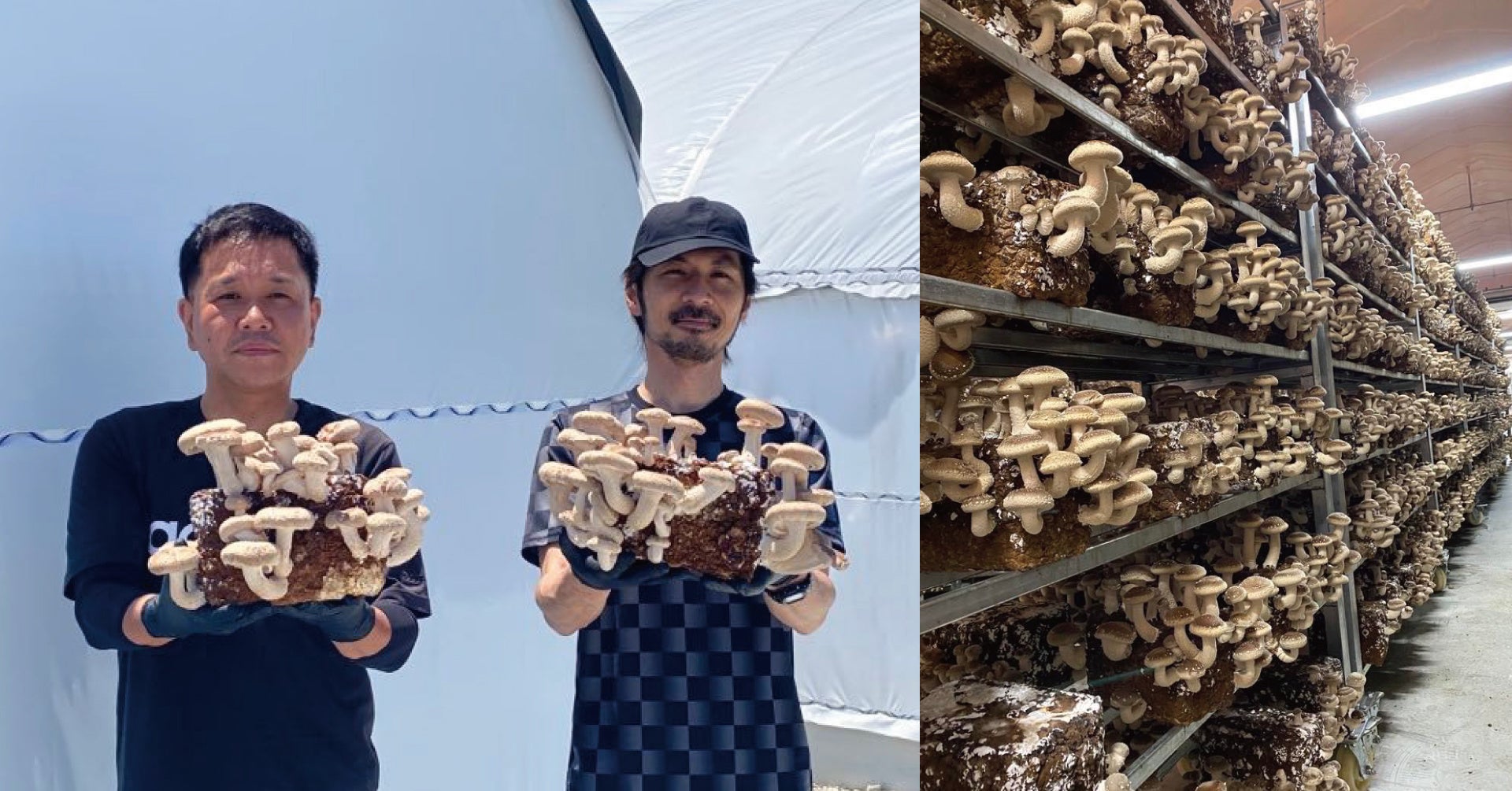 しいたけ農場の様子