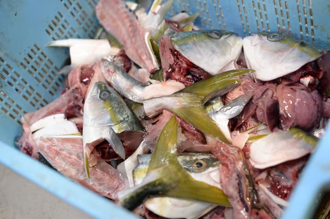 ネクストゴール達成のためにご支援ください 循環型水産業を目指す 株式会社おのざき と よぼし が魚のアラ を使った新商品開発をスタート Yoboshiのプレスリリース