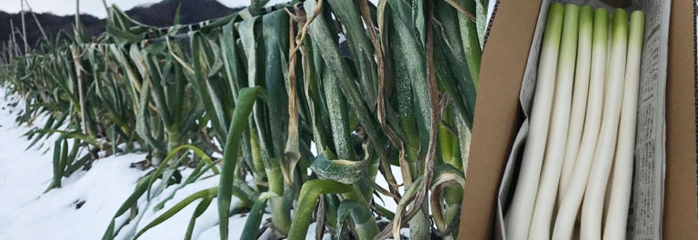 葉の部分はカットしてお届け