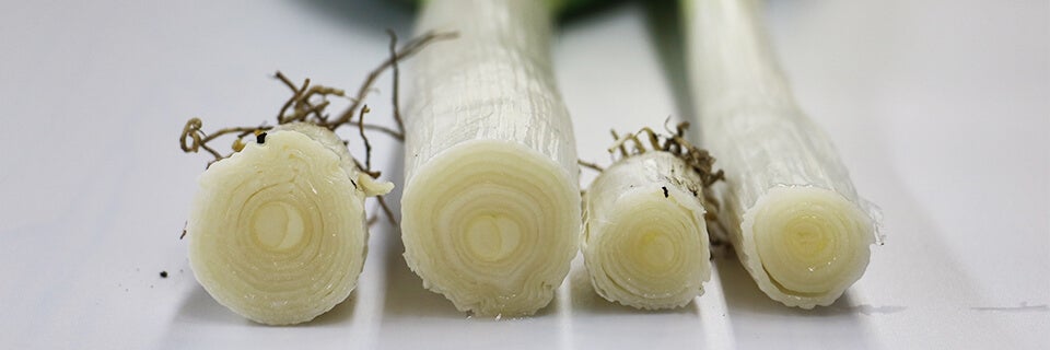 極太ねぎと通常白ねぎ