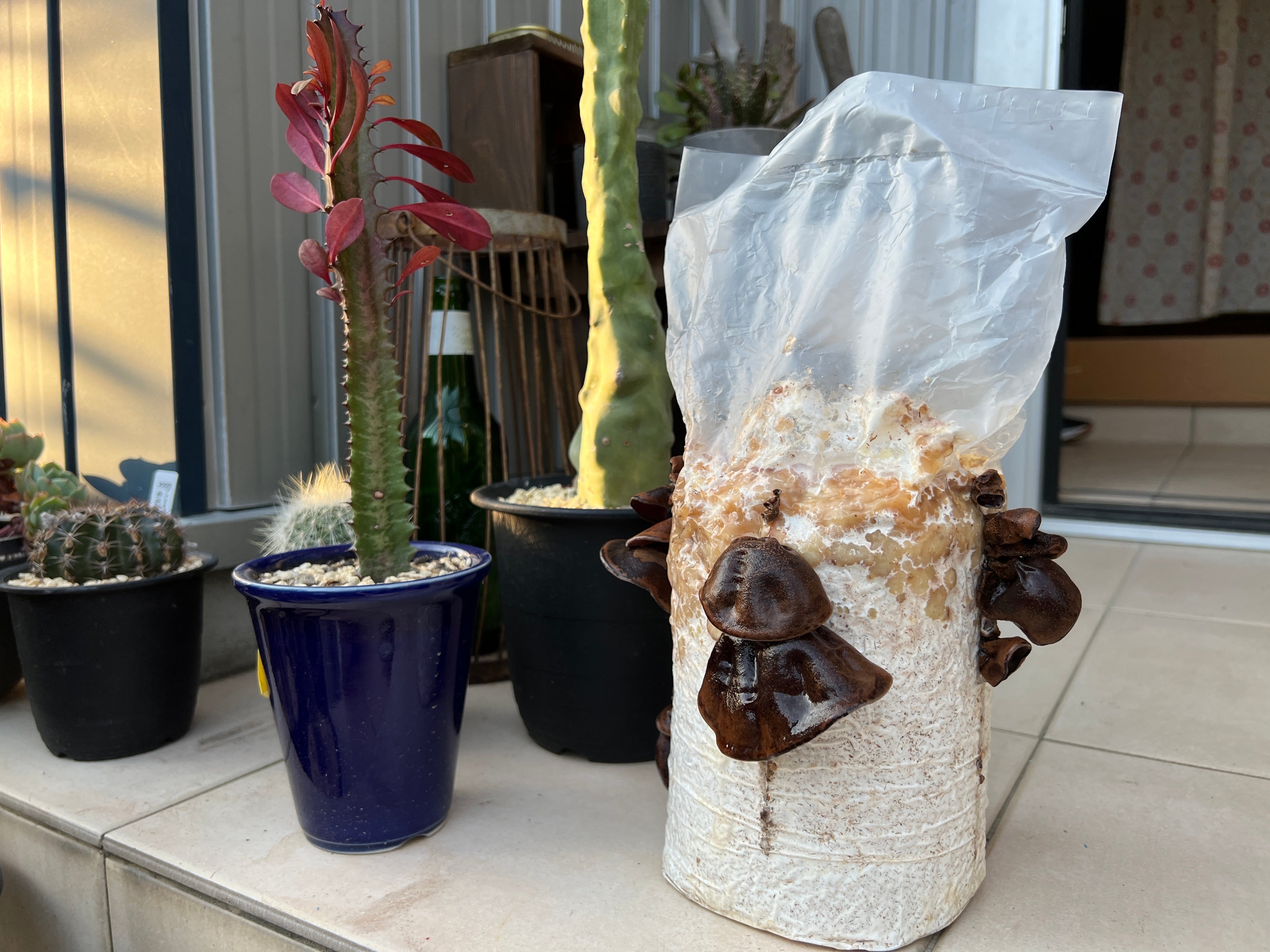 ECサイトで約1,200個販売したきくらげ栽培キットの初店舗販売を