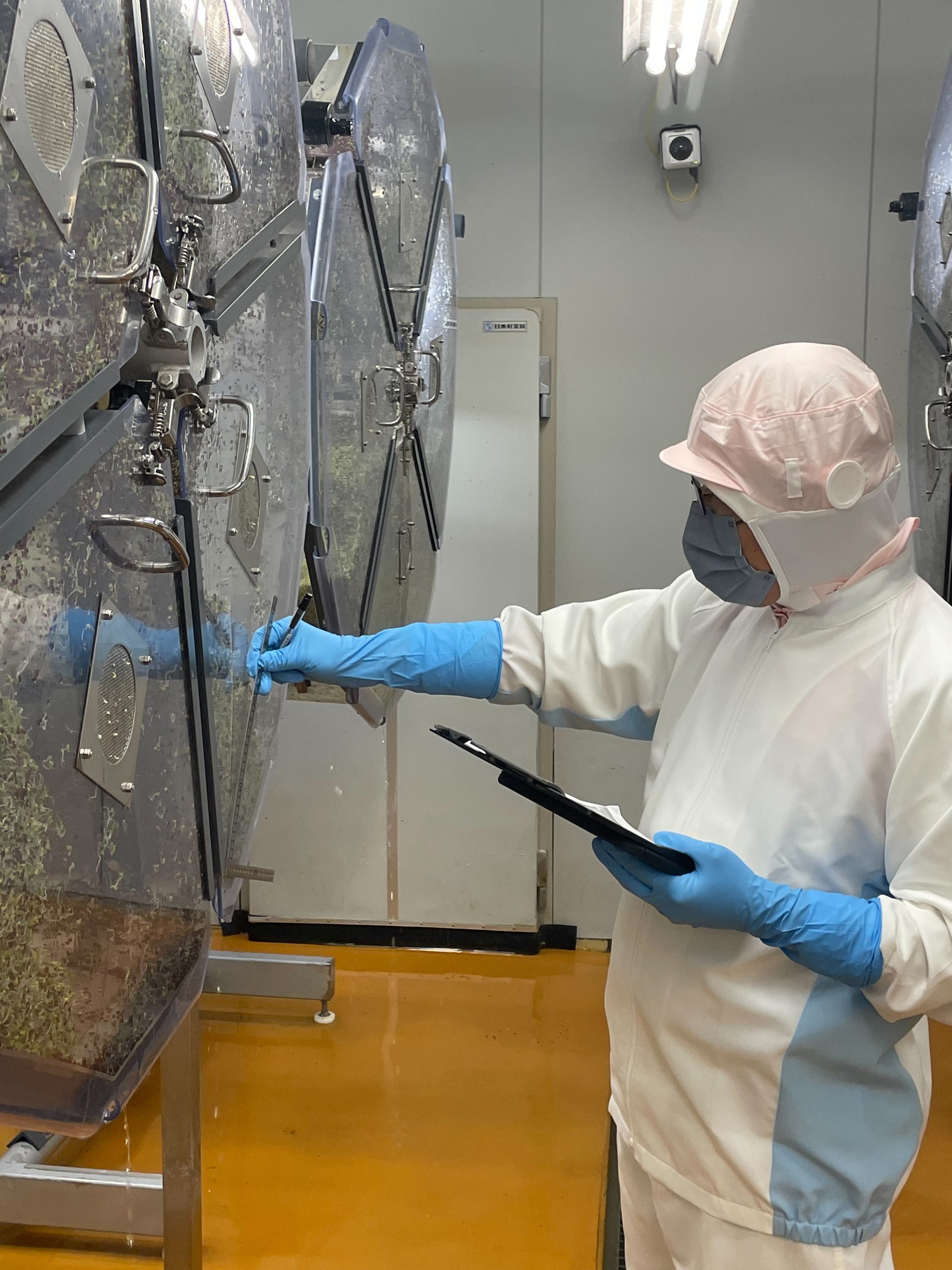 台湾で「ブロッコリー スーパースプラウト」の生産販売がスタート