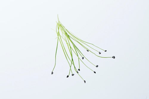 マイクロハーブ「ロックチャイブ」