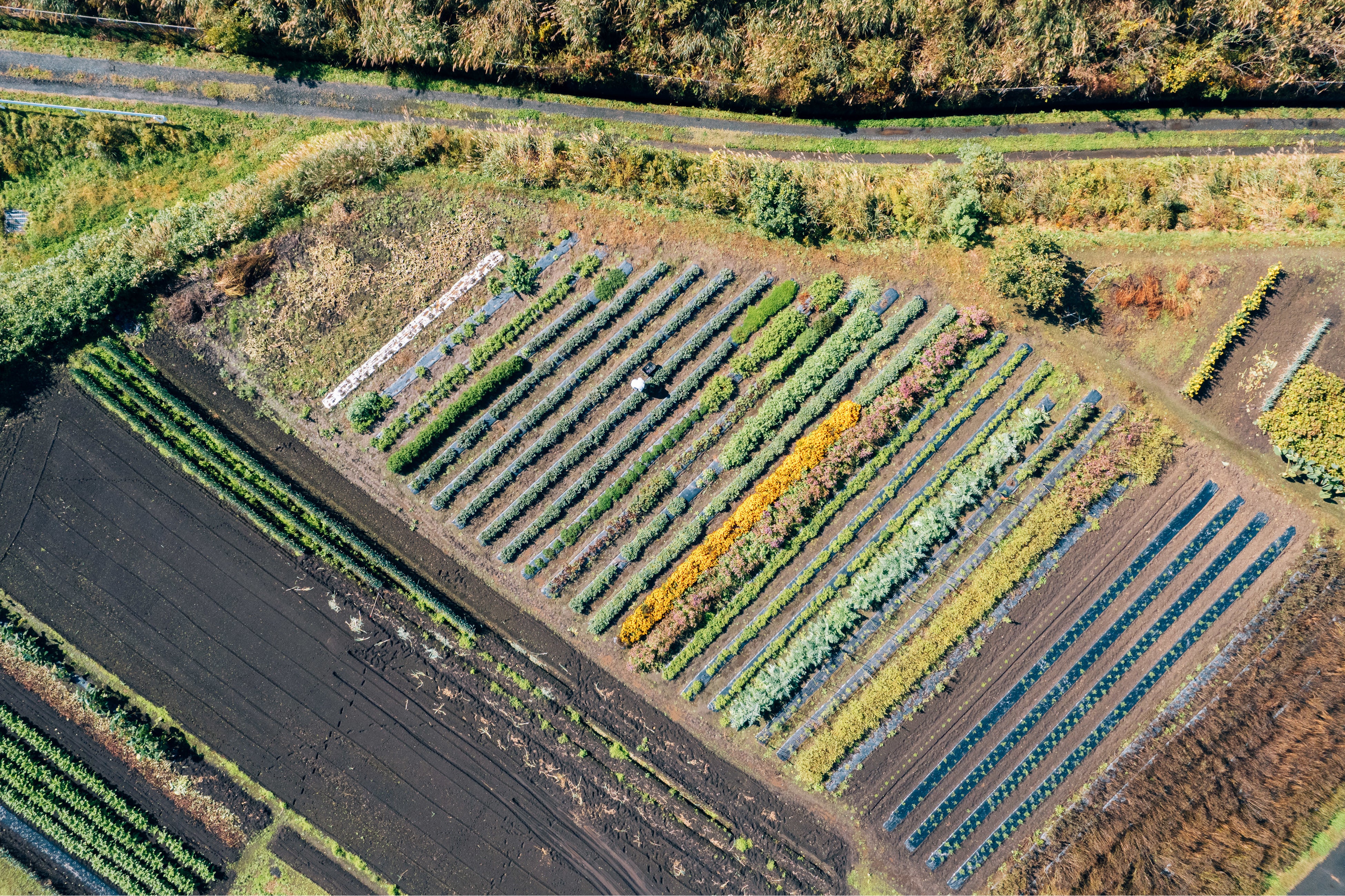 自社農園の様子