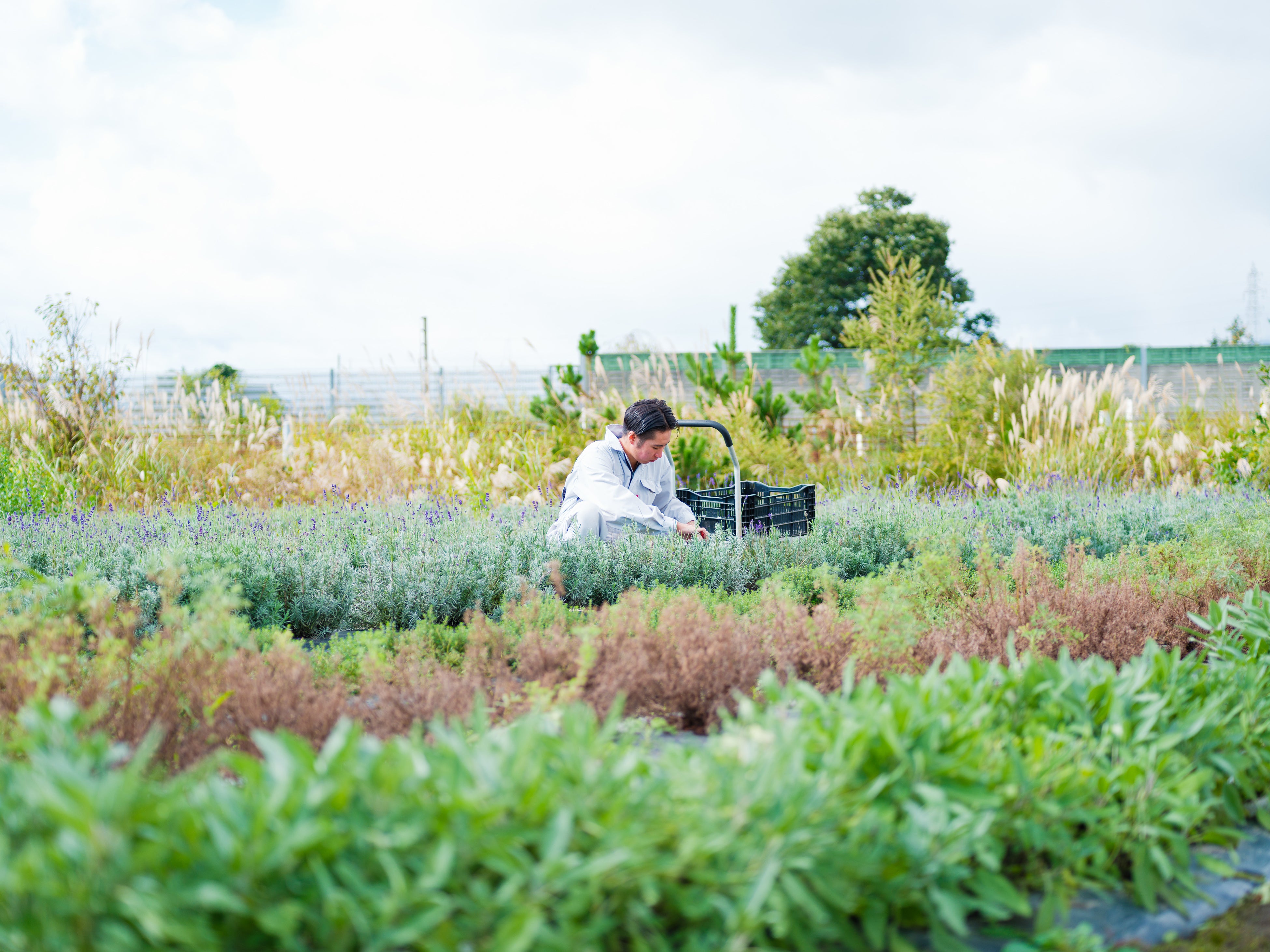 自社農園で作業する代表・老川和磨