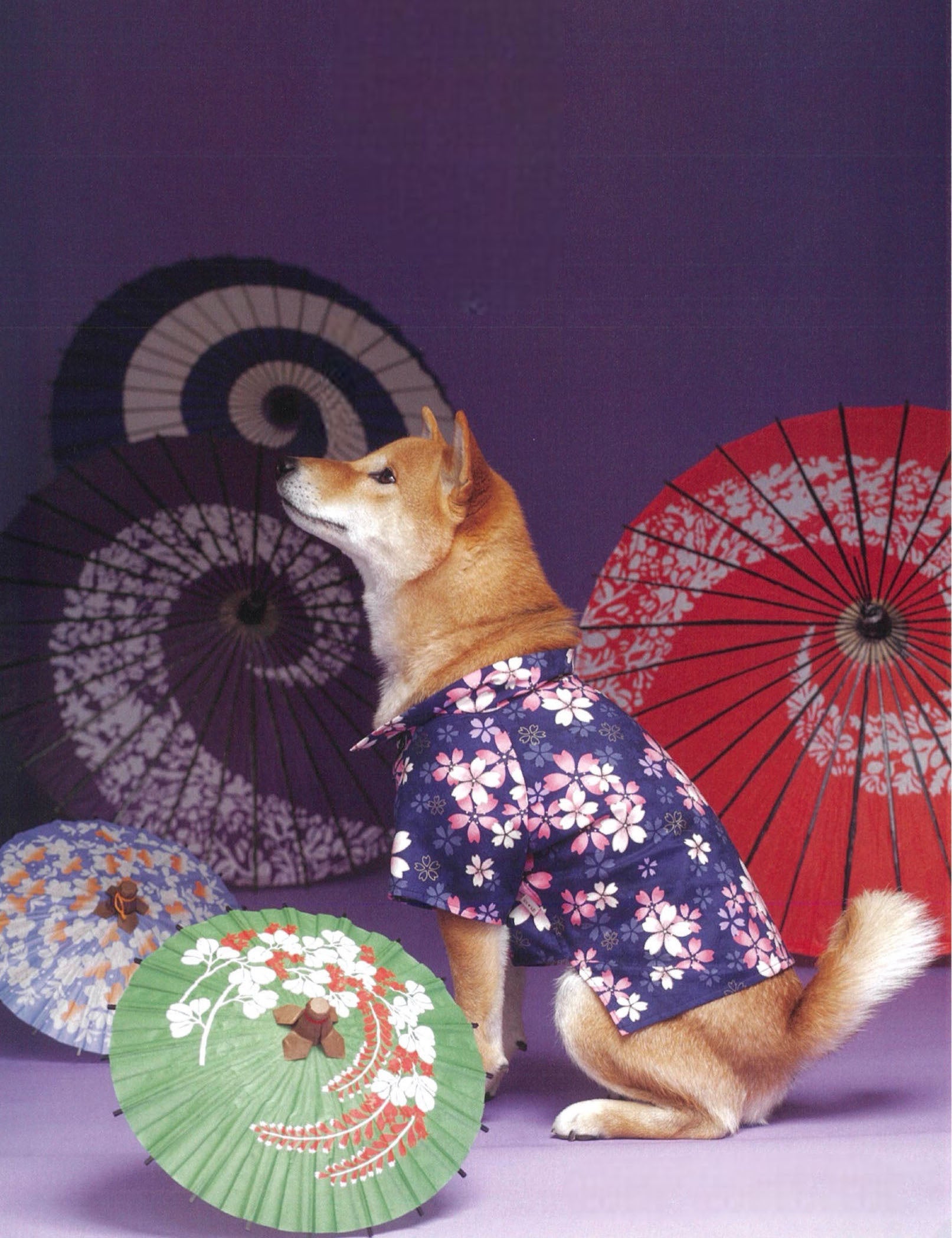 和傘とともに美しい1枚を！