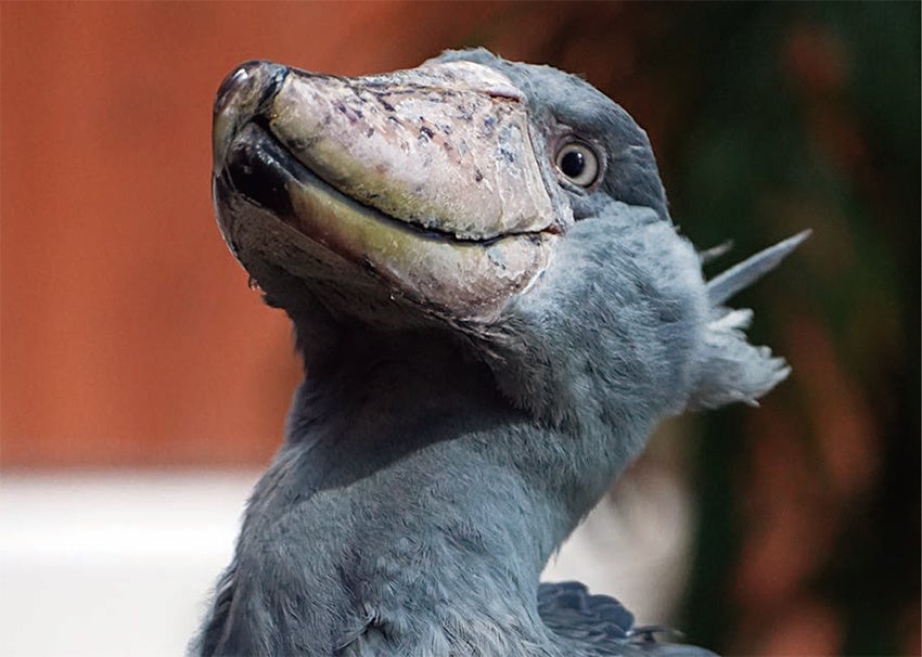 『ハシビロコウのふたば』より（写真・南幅俊輔）