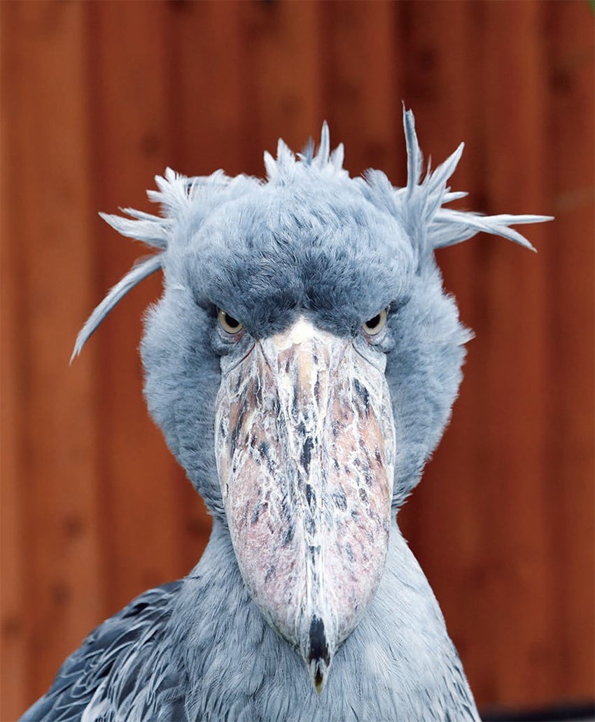 『ハシビロコウのふたば』より（写真・南幅俊輔）