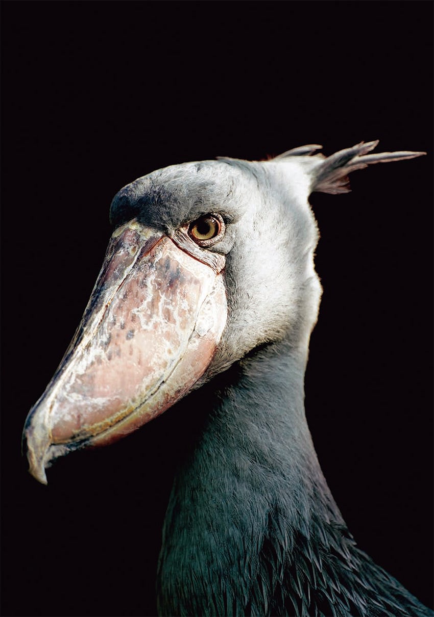 『ハシビロコウのふたば』より（写真・南幅俊輔）