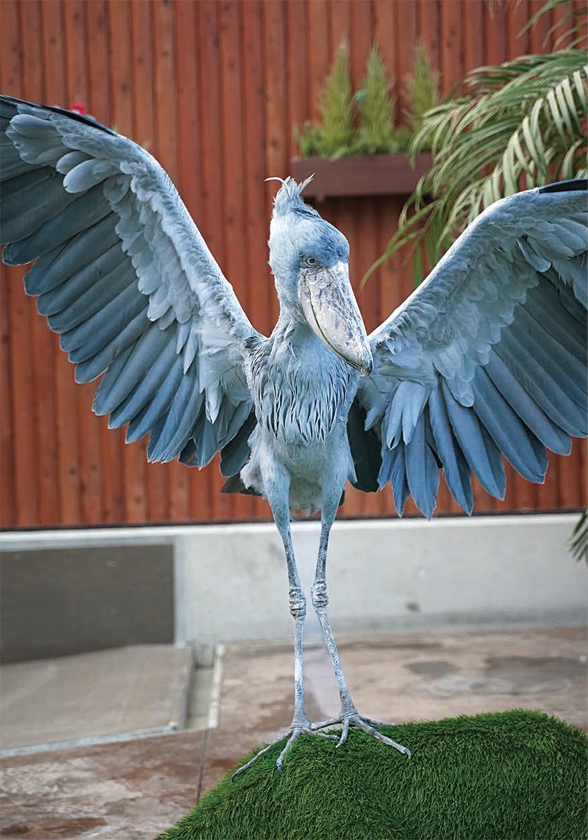 『ハシビロコウのふたば』より（写真・南幅俊輔）