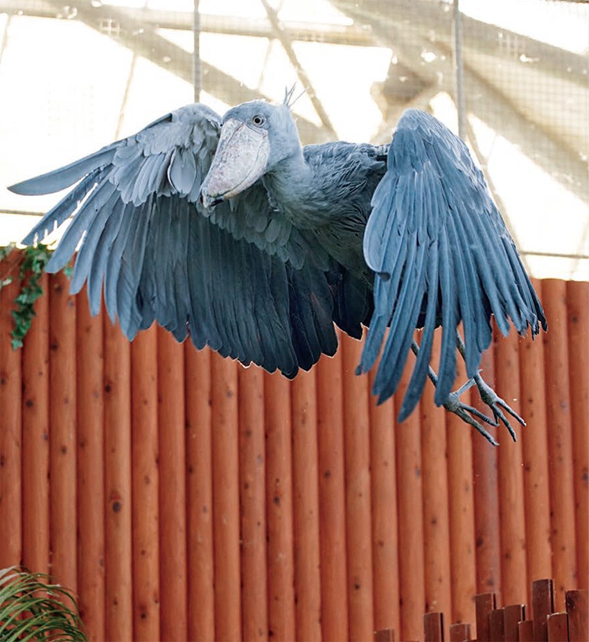 『ハシビロコウのふたば』より（写真・南幅俊輔）